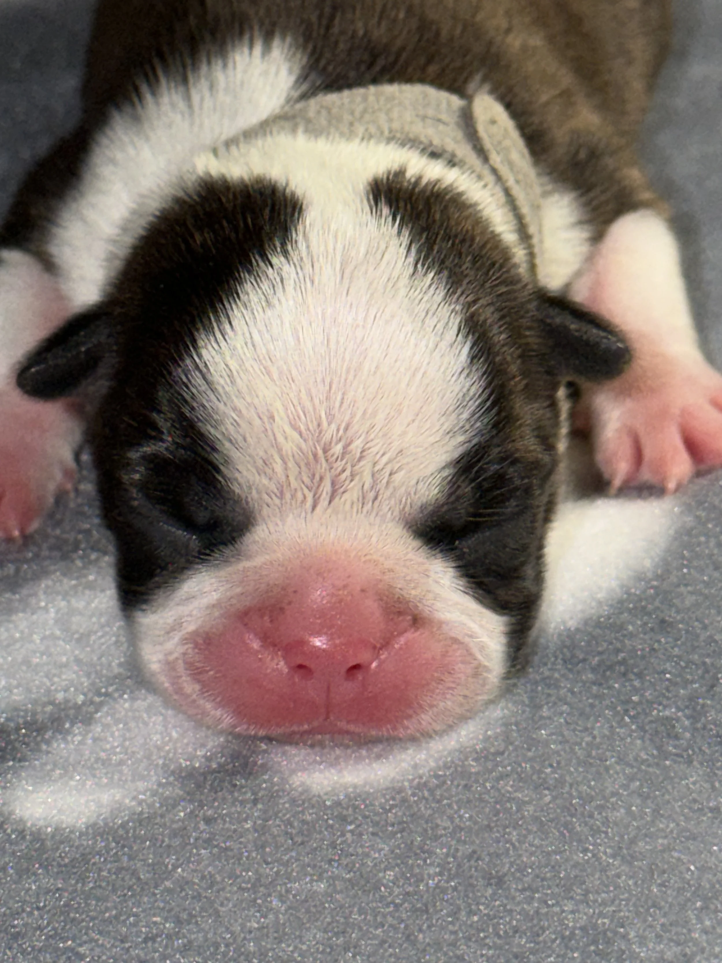 Little Gentleman – Grey Ribbon Boy