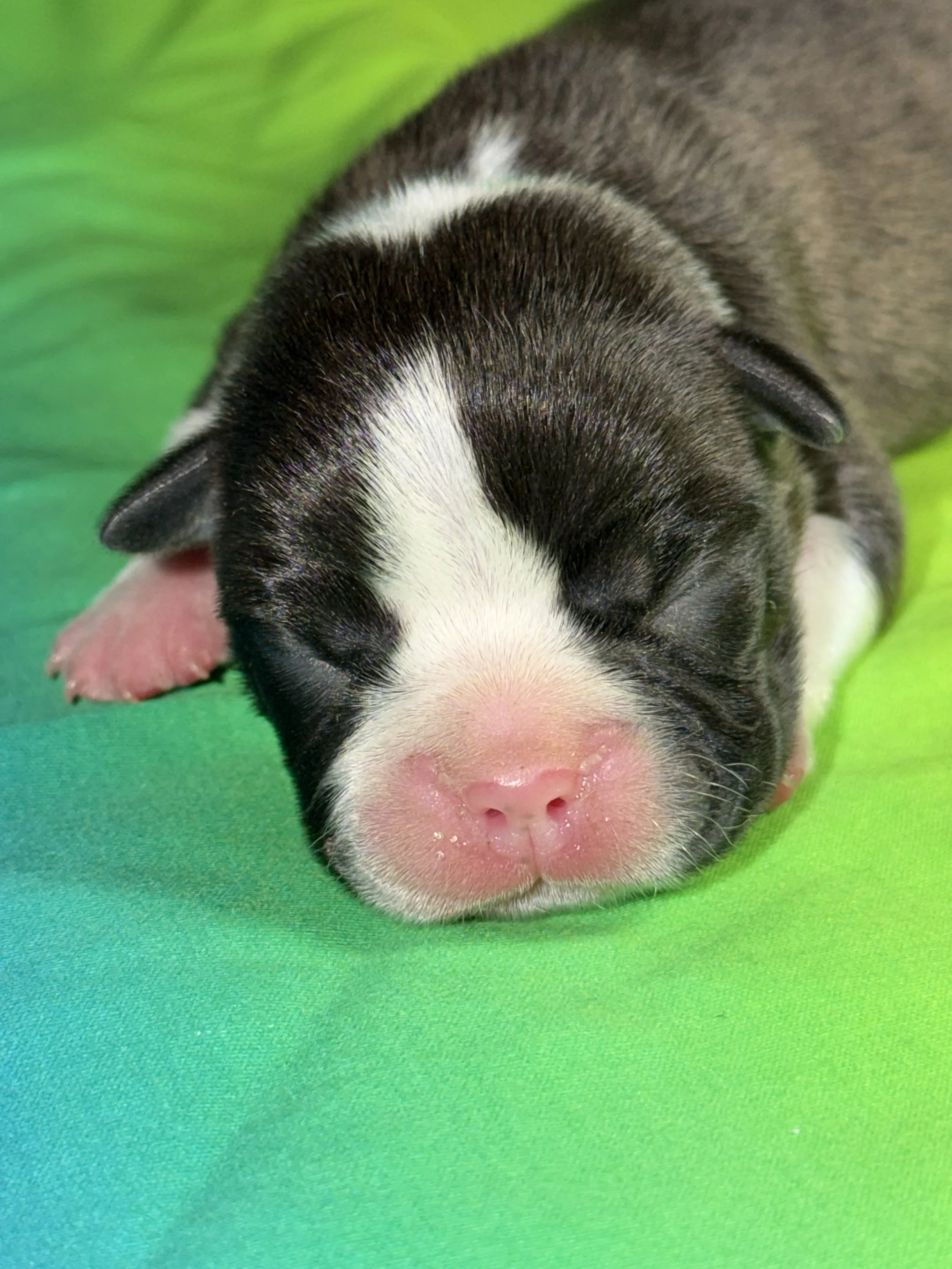 Lucky Charm – Green Ribbon Boy 💚