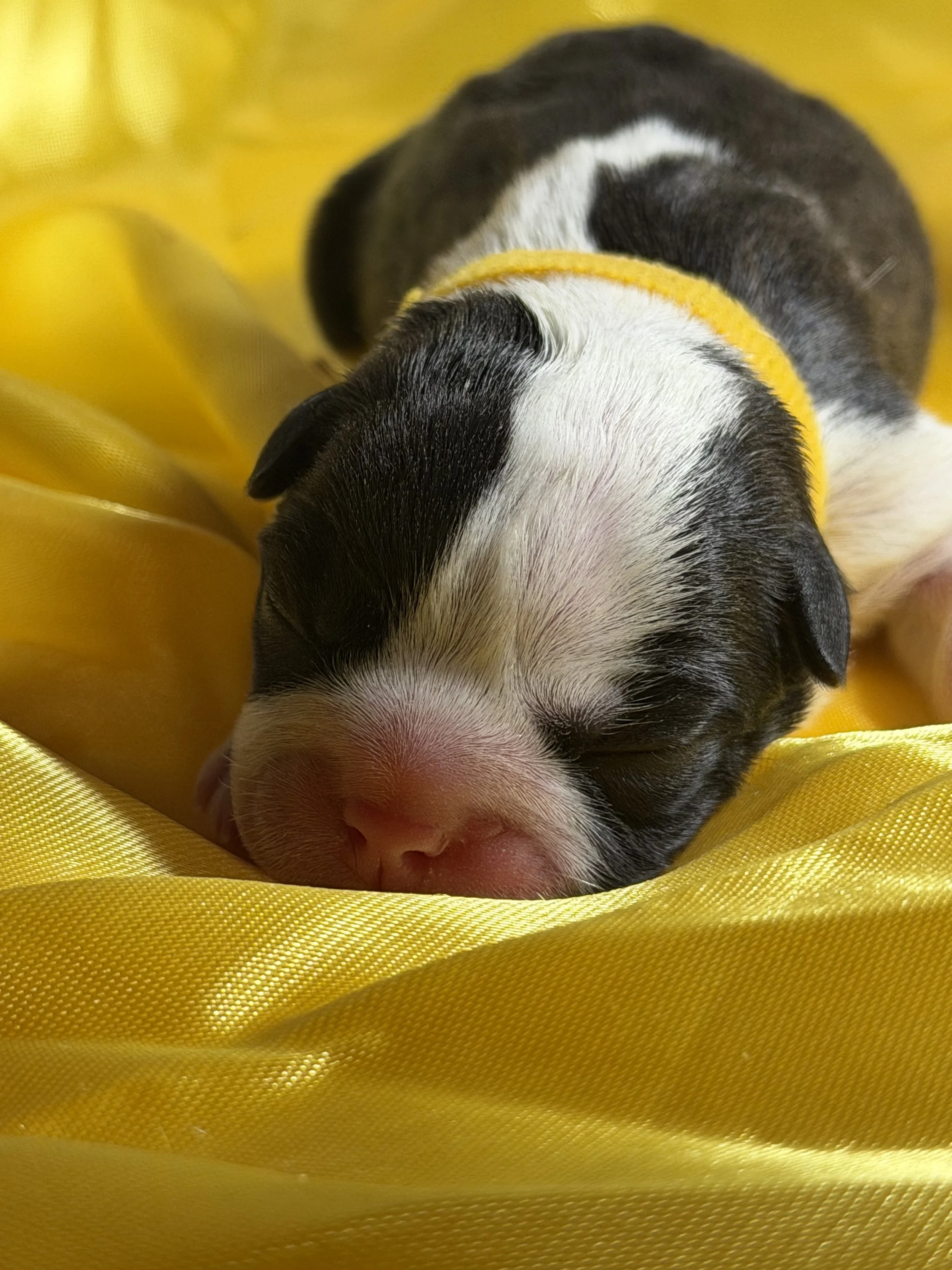 Deposit —Yellow Ribbon Girl 3/26