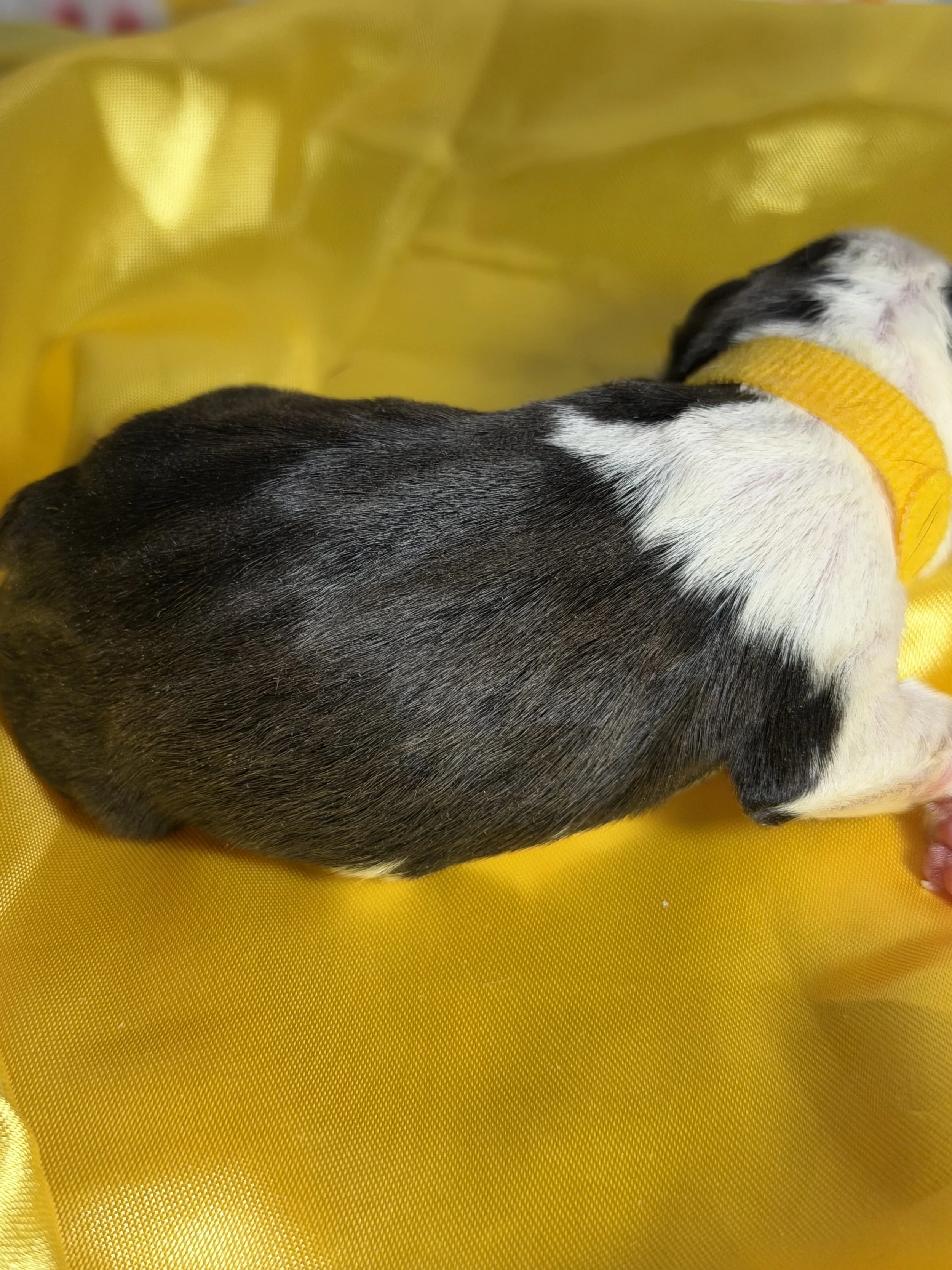 Pictures of puppies and parents