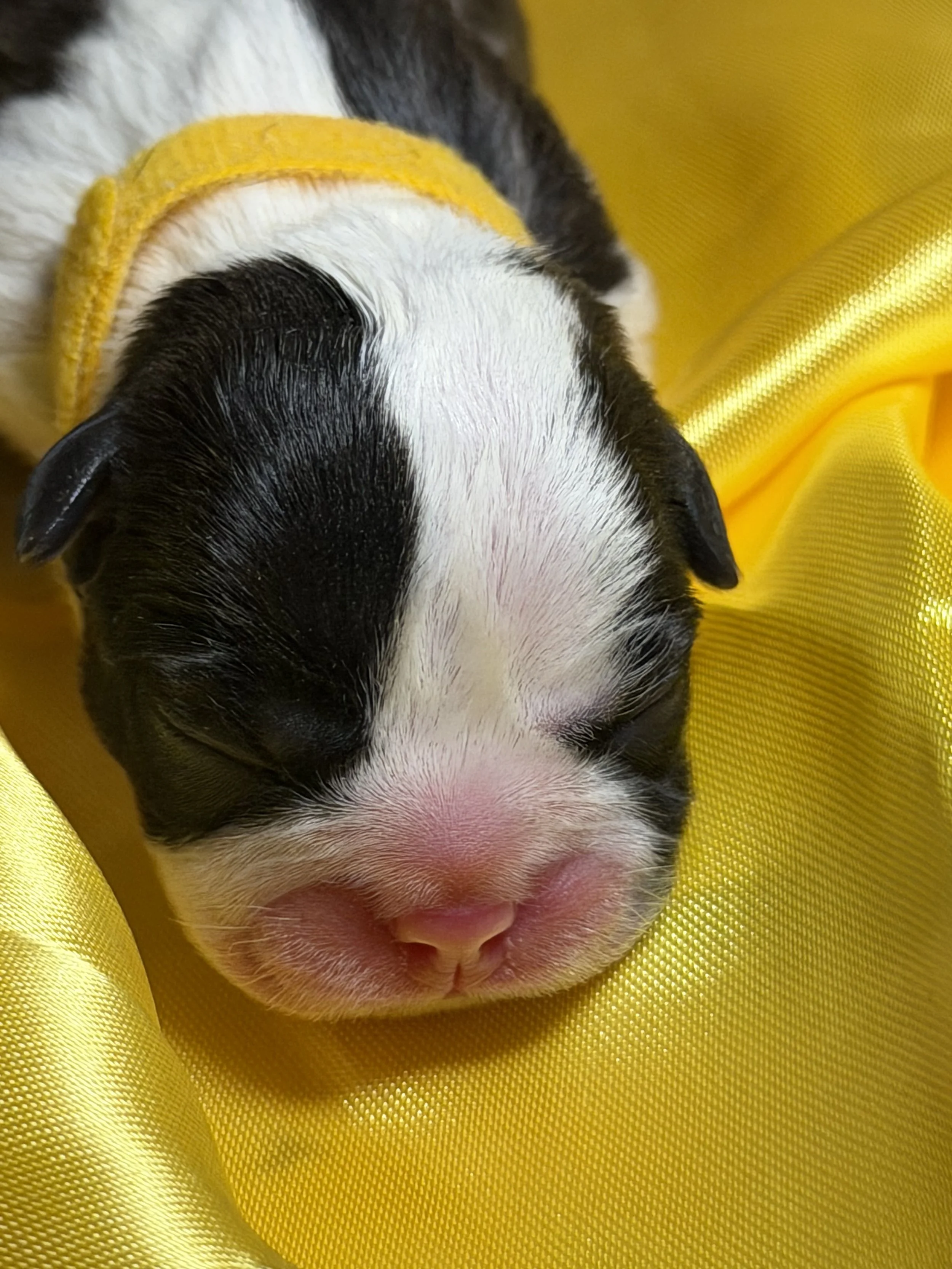 Little Miss Sunshine-Yellow Ribbon Girl