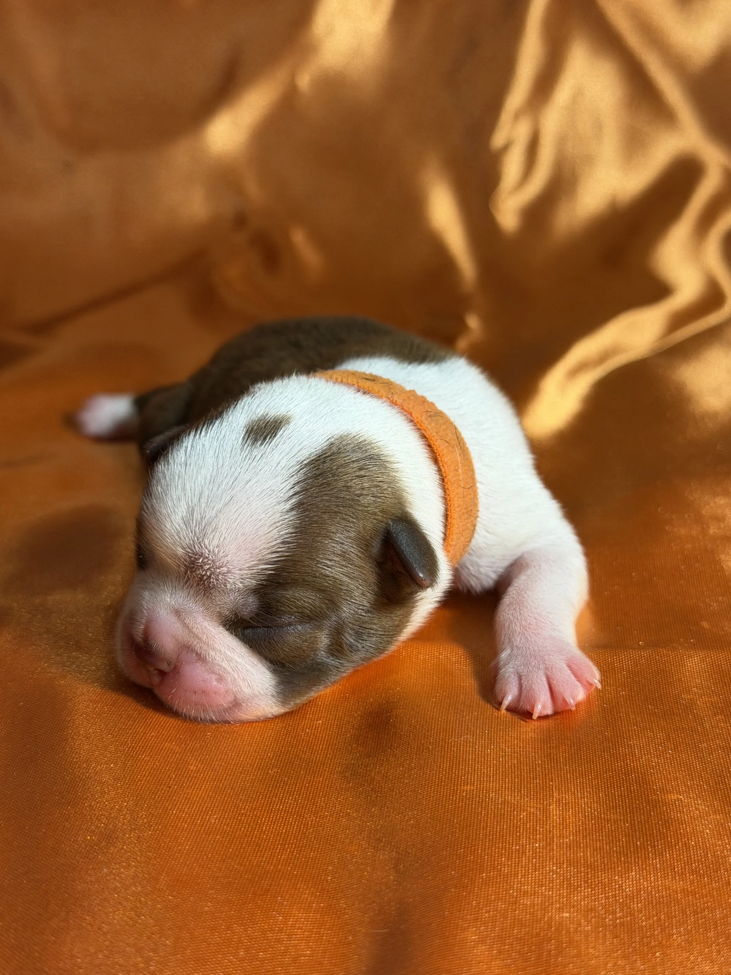 Deposit —Orange Ribbon Boy 3/26