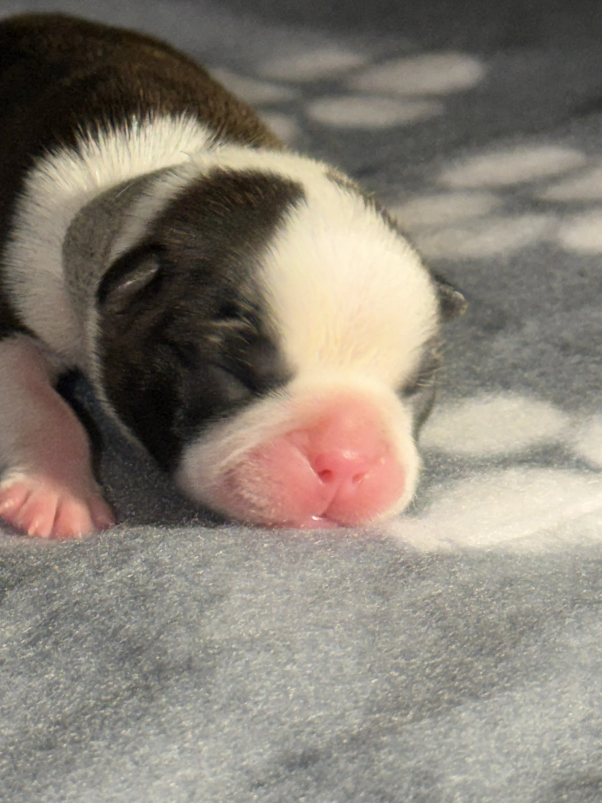 Deposit —Grey Ribbon Boy 3/26