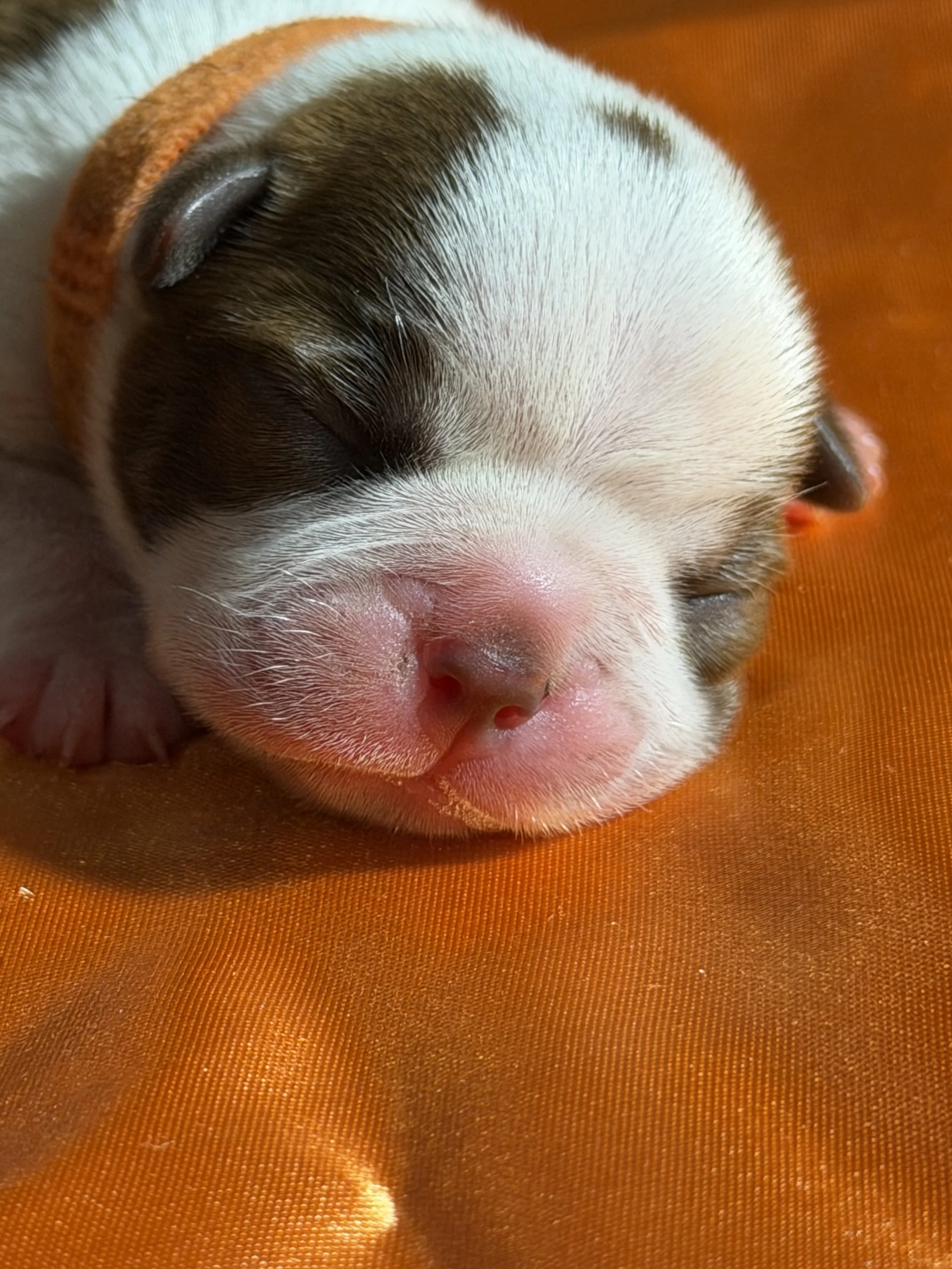 Copper King – Orange Ribbon Boy 🧡