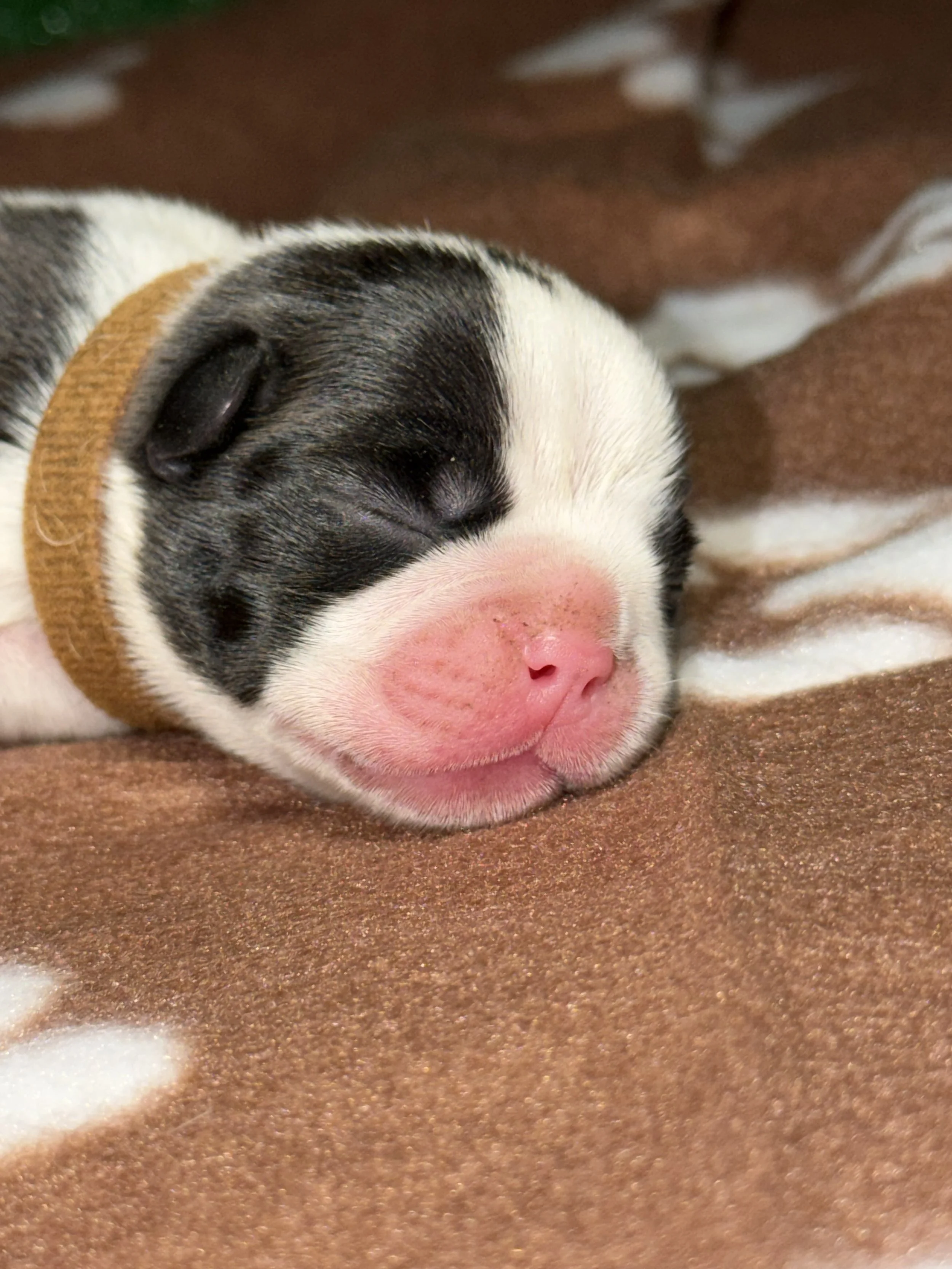 Chocolate Charm – Brown Ribbon Boy 🤎