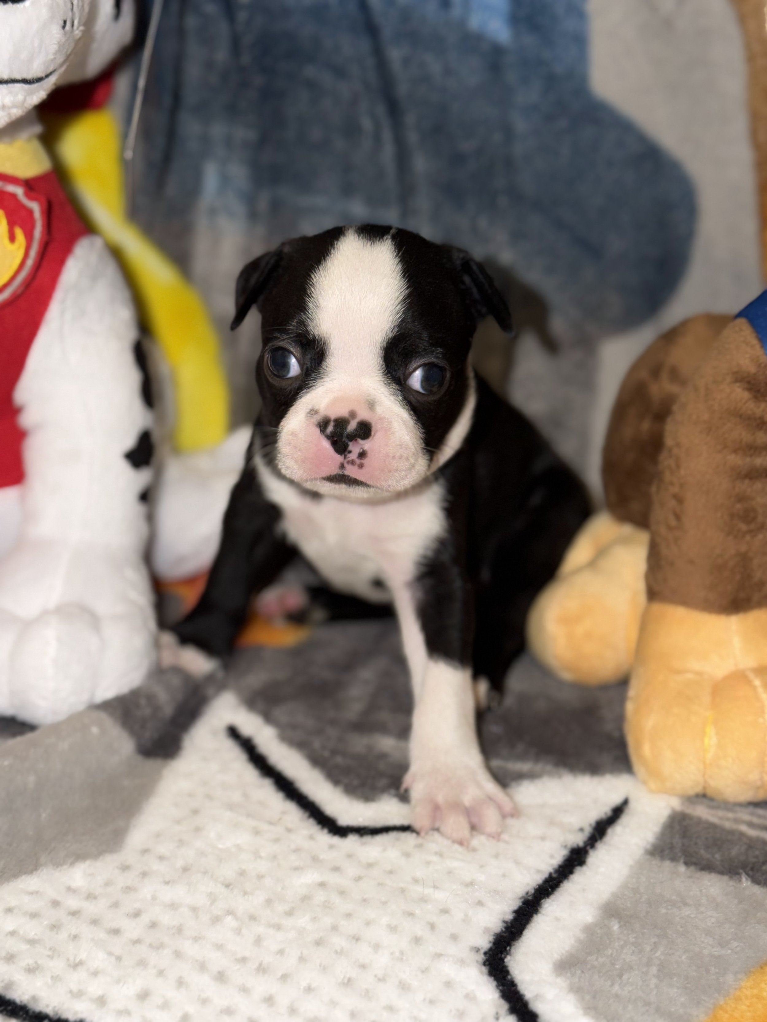 Turquoise Ribbon Boy | Family-Raised AKC Boston Terrier