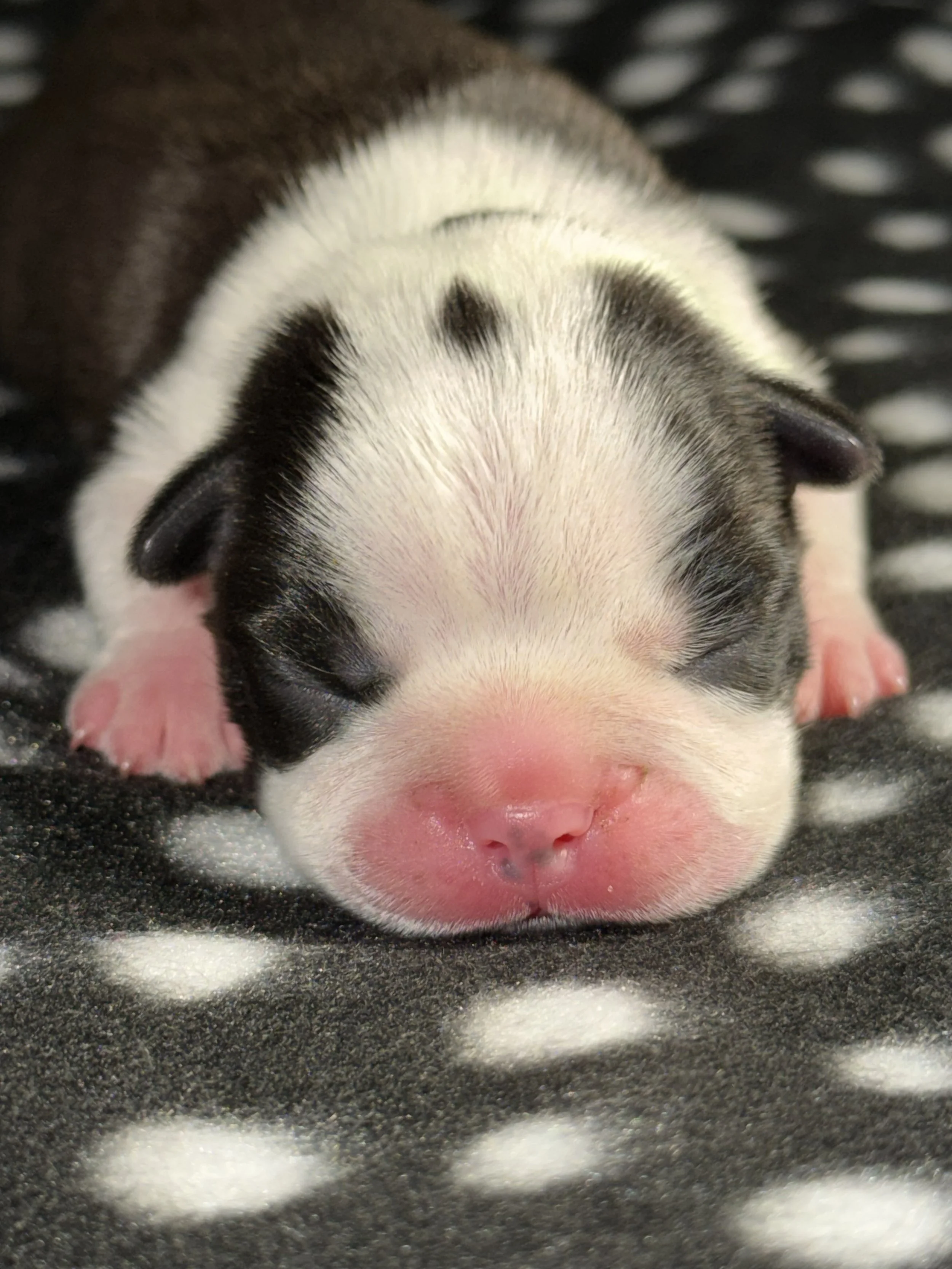 Midnight Charm – Black Ribbon Boy 🖤