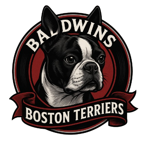 Baldwins Boston Terriers