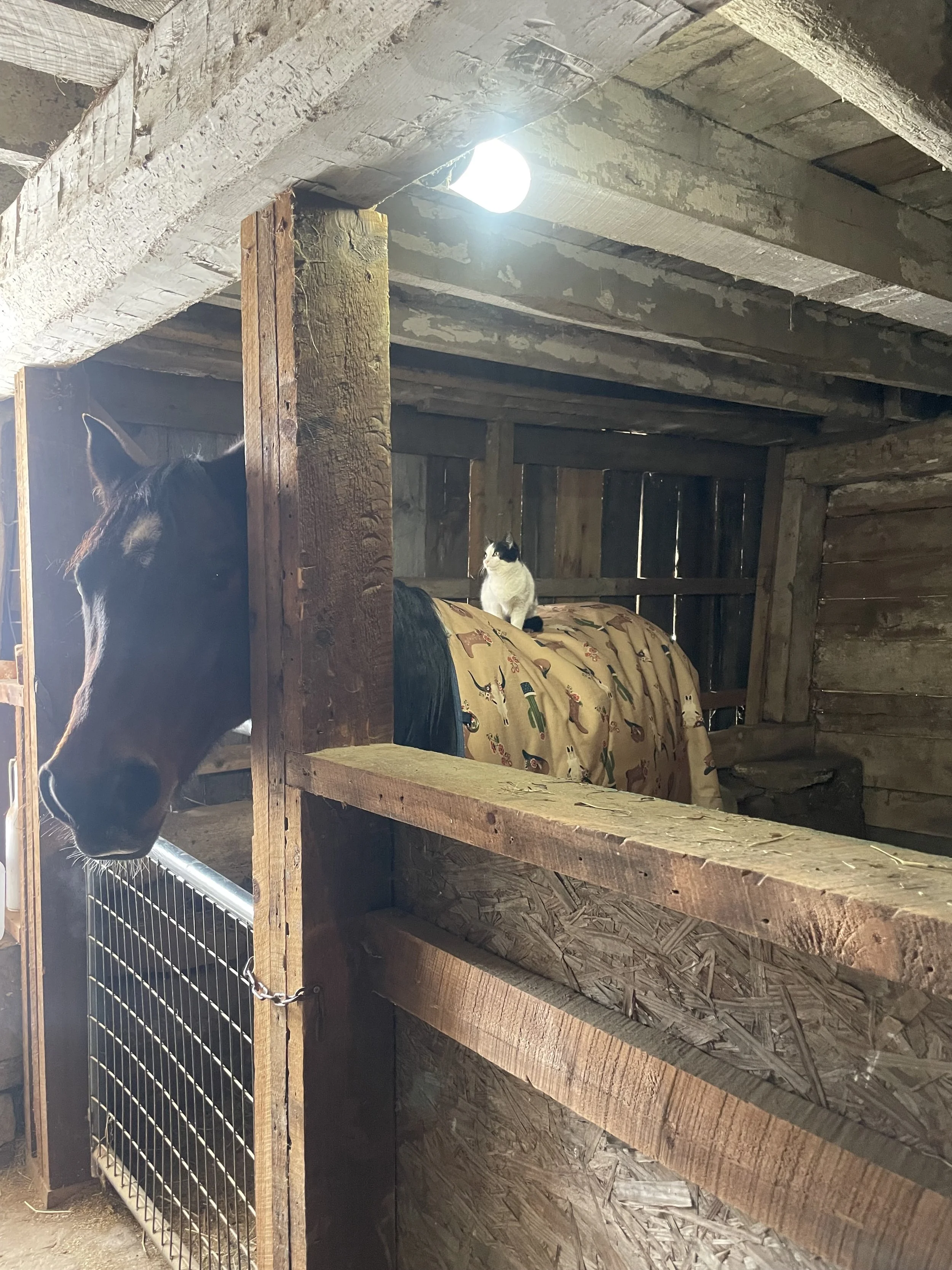 A horse peeking out from a stable door on the left side of the image, a black and white cat sitting on a blanket-covered object in the center, inside a rustic wooden stable with exposed beams and a bright ceiling light.