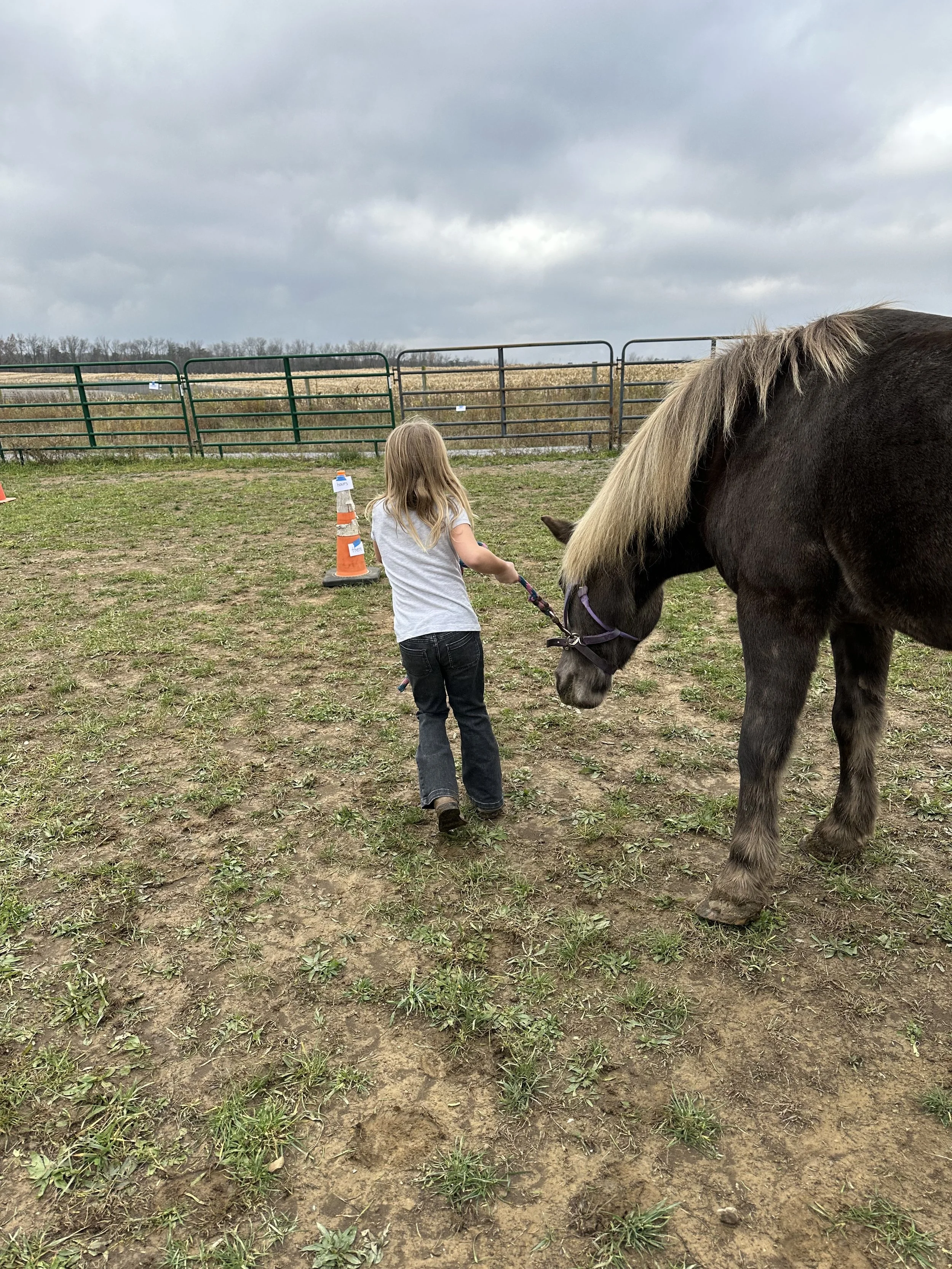 A young girl with blonde hair wearing a gray t-shirt and jeans leads a dark brown pony with a blonde mane on a leash across a dirt and grass field. There are orange and white traffic cones and a fenced area in the background with cloudy skies above.
