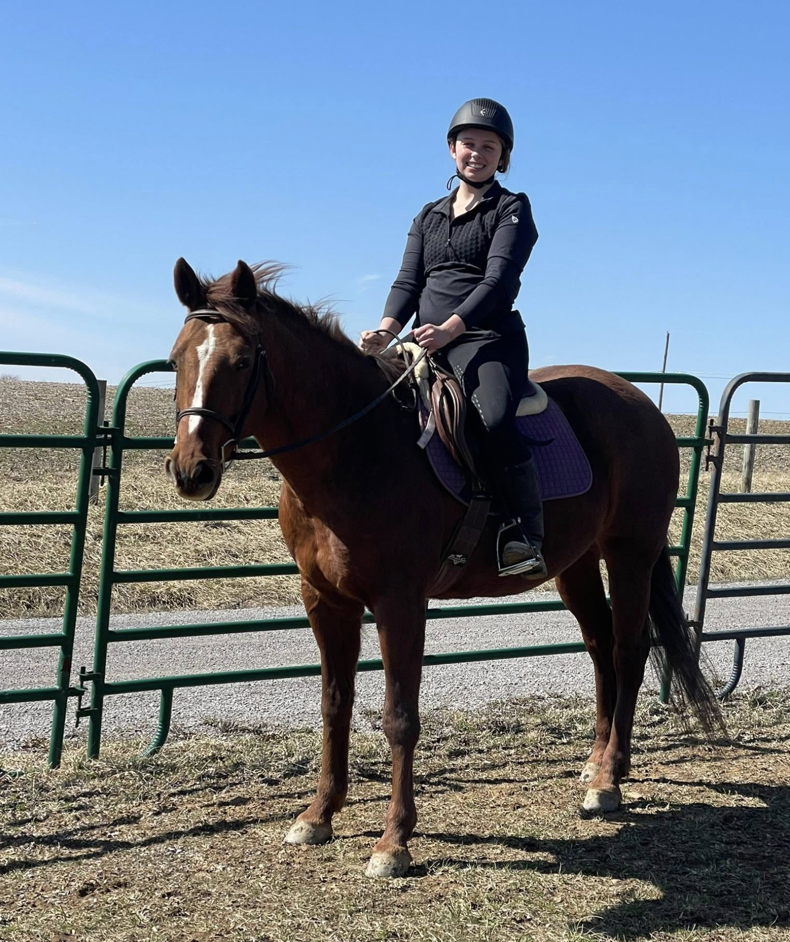 A woman wearing a black riding helmet and black riding gear riding a brown horse with a purple saddle pad in an outdoor area with a green gate and clear blue sky.