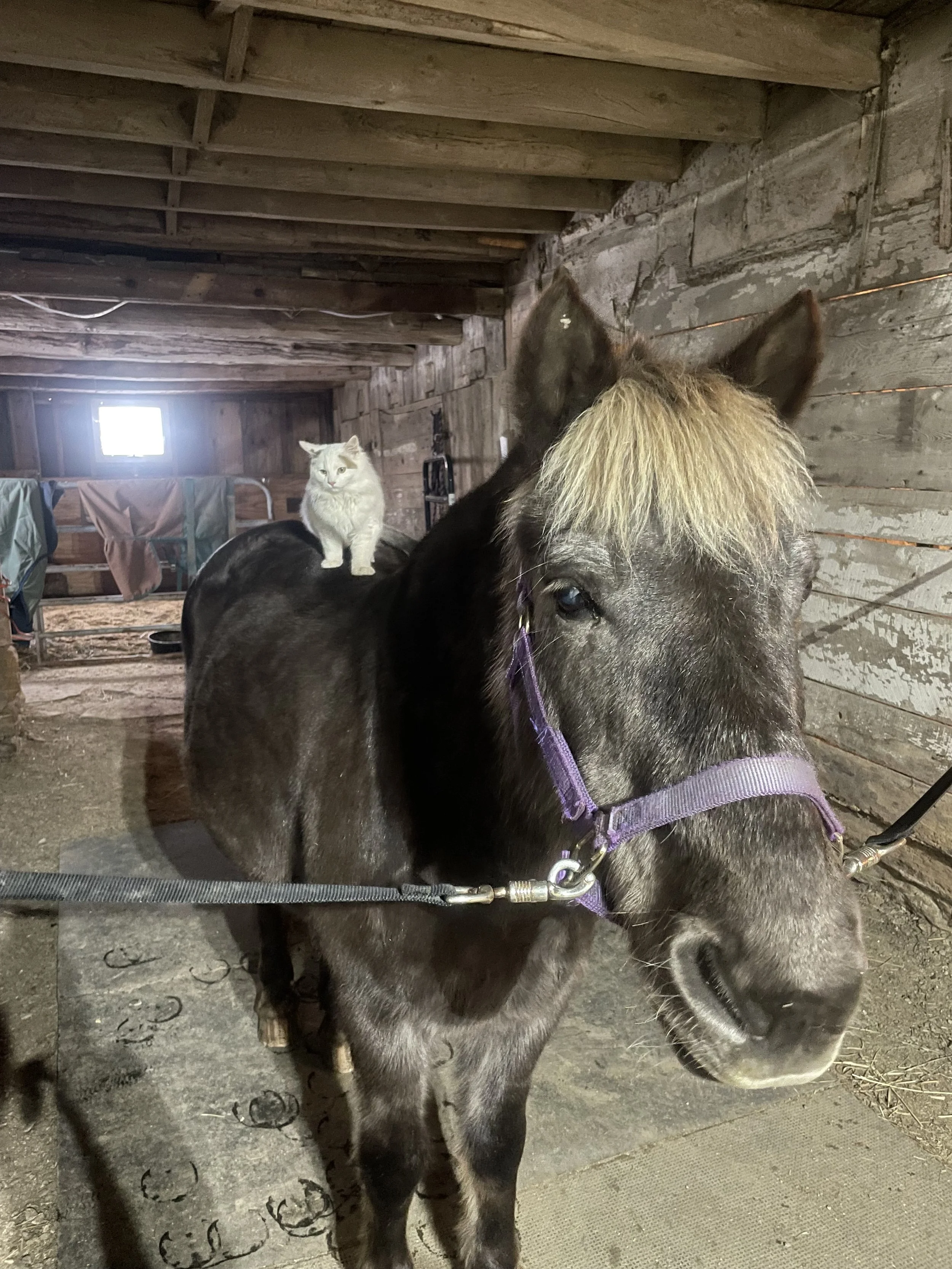 A black pony with a purple halter standing inside a wooden barn with a white cat sitting on its back.