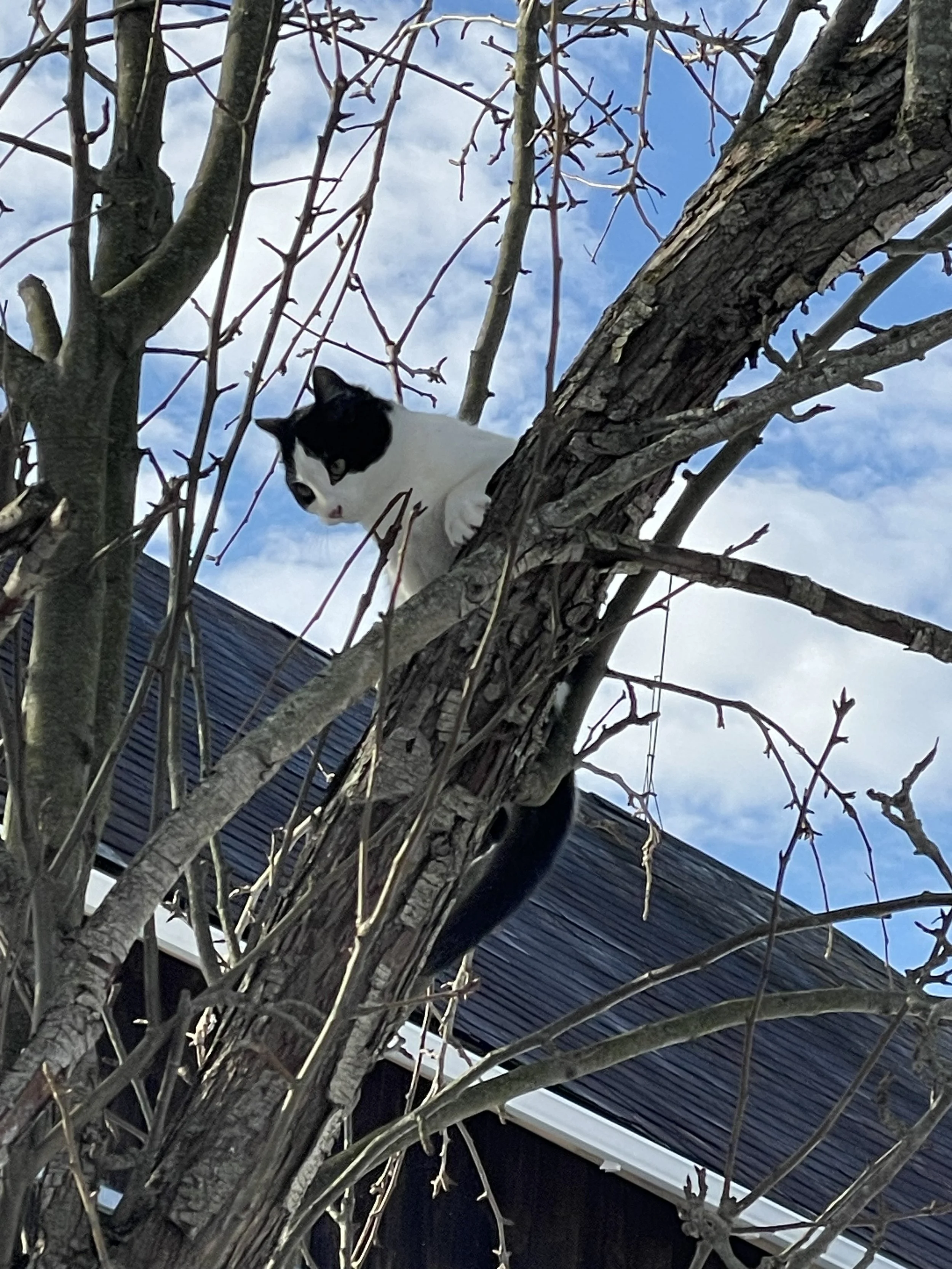 A black and white cat climbing a tree with bare branches, with a house with a black roof and a cloudy sky in the background.