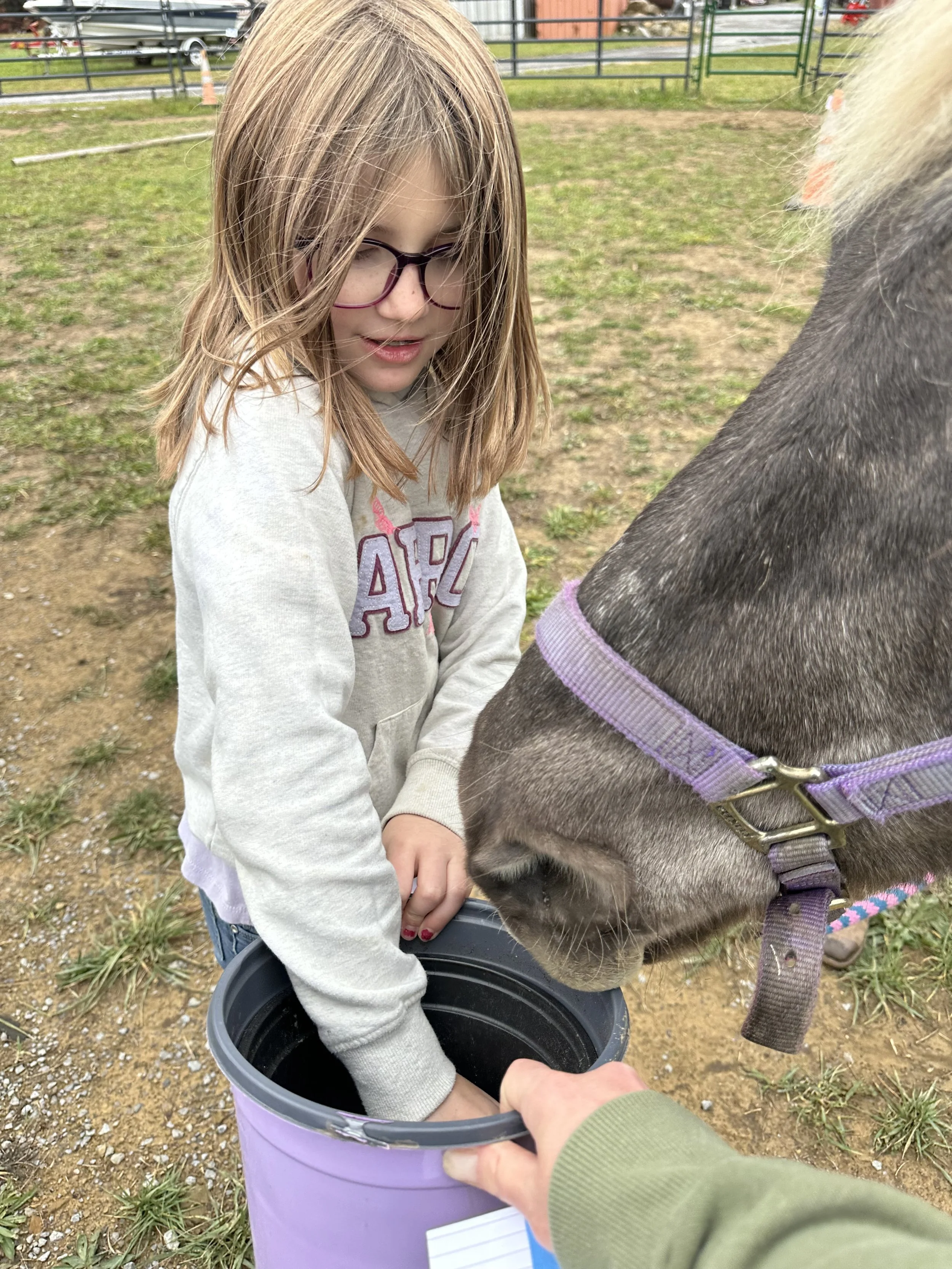 A young girl with glasses and long blonde hair, wearing a grey hoodie, is feeding a horse from a bucket. The horse has a purple halter and is sniffing or drinking from the bucket. They are outdoors on a farm or pasture area.