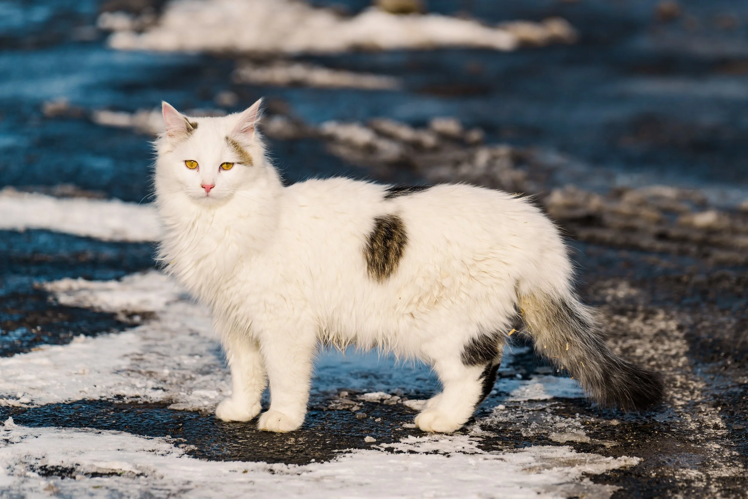 A white long-haired cat with black and brown markings on snowy ground near water.