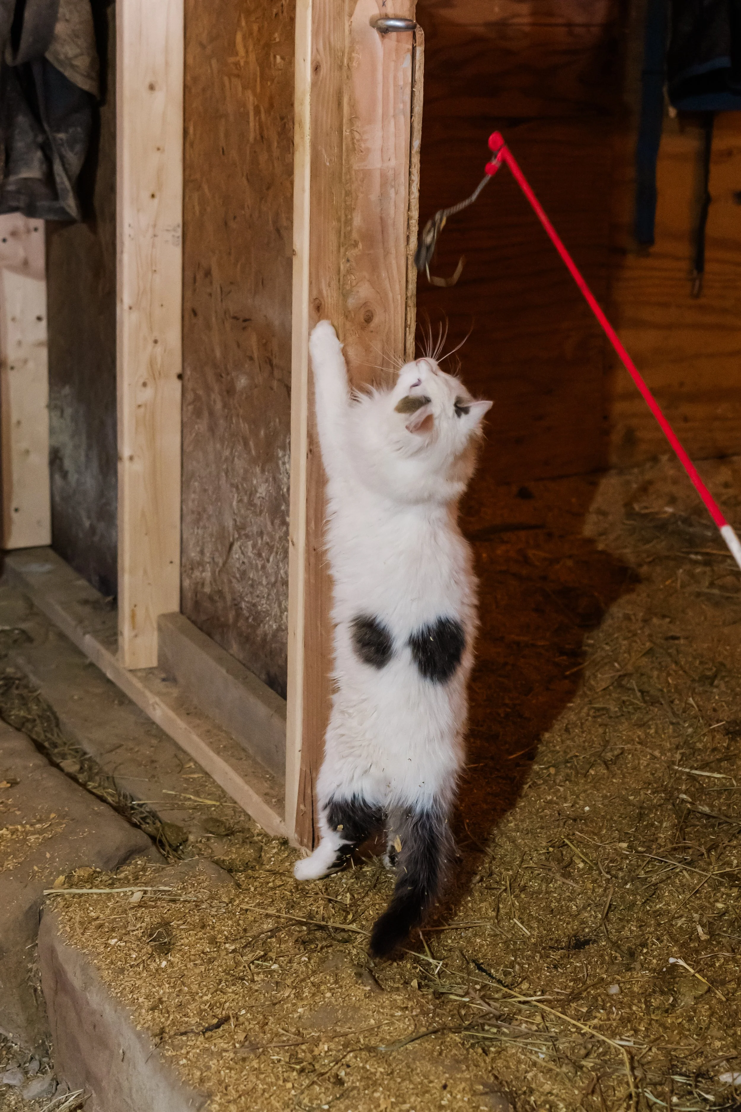 A white and black kitten standing on its hind legs, reaching up with one paw toward a toy attached to a string hanging from the ceiling of a wooden barn or shed.