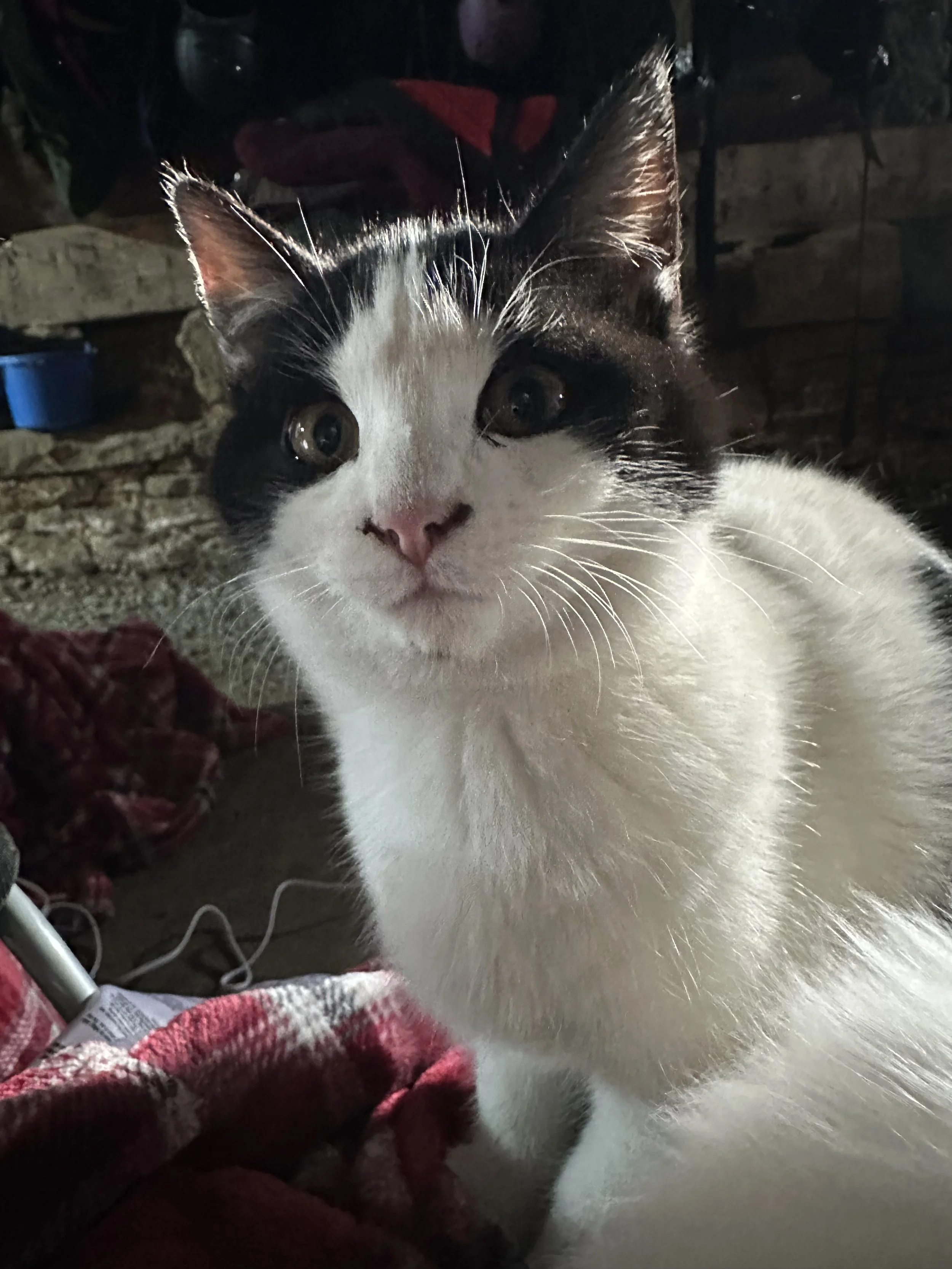 Close-up of a white and black cat with large, curious eyes, sitting on a red plaid blanket in a rustic setting.