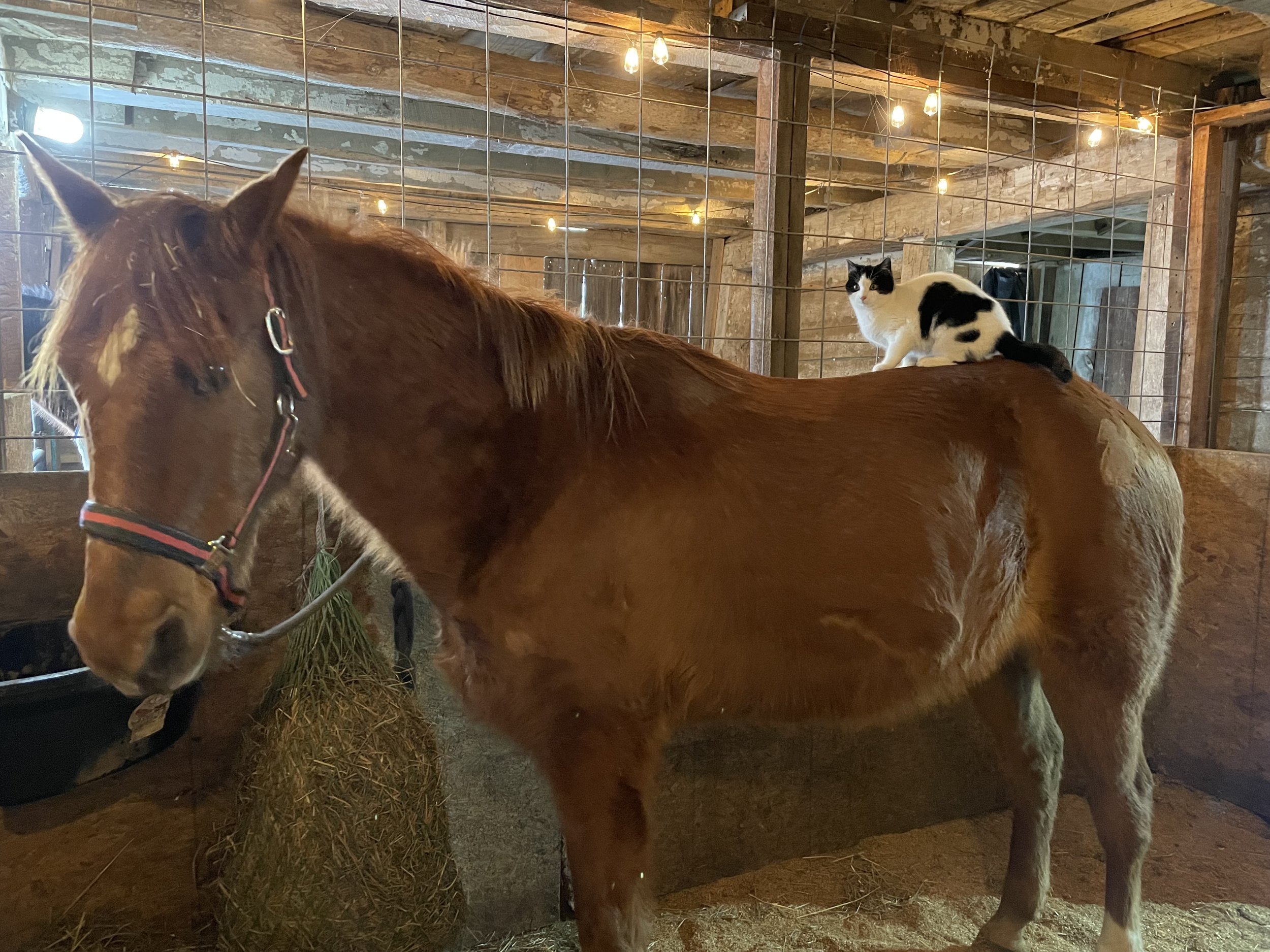 A brown horse standing inside a barn with a black and white cat sitting on its back. The barn has wooden walls, a wire fence, and hanging string lights.