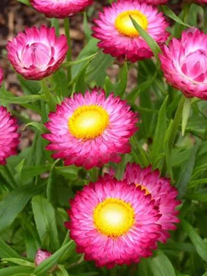 The Blooming , the 12-week programme