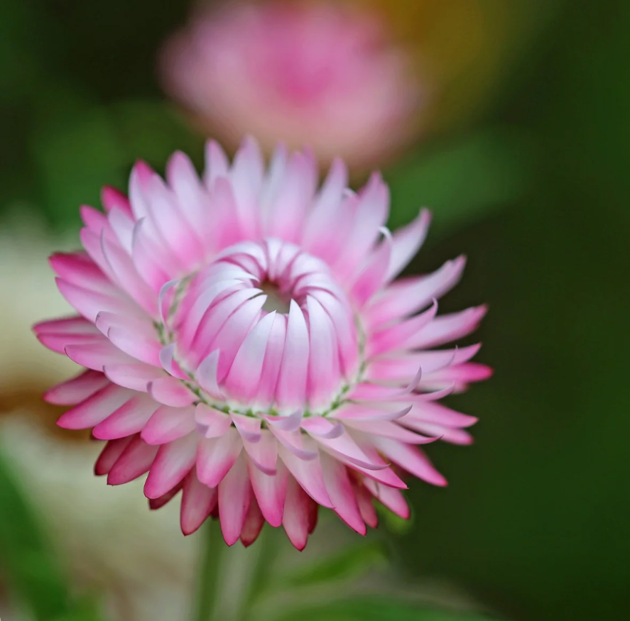 The Unfolding, the 3-week programme