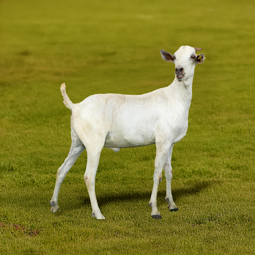 somali-goat.webp