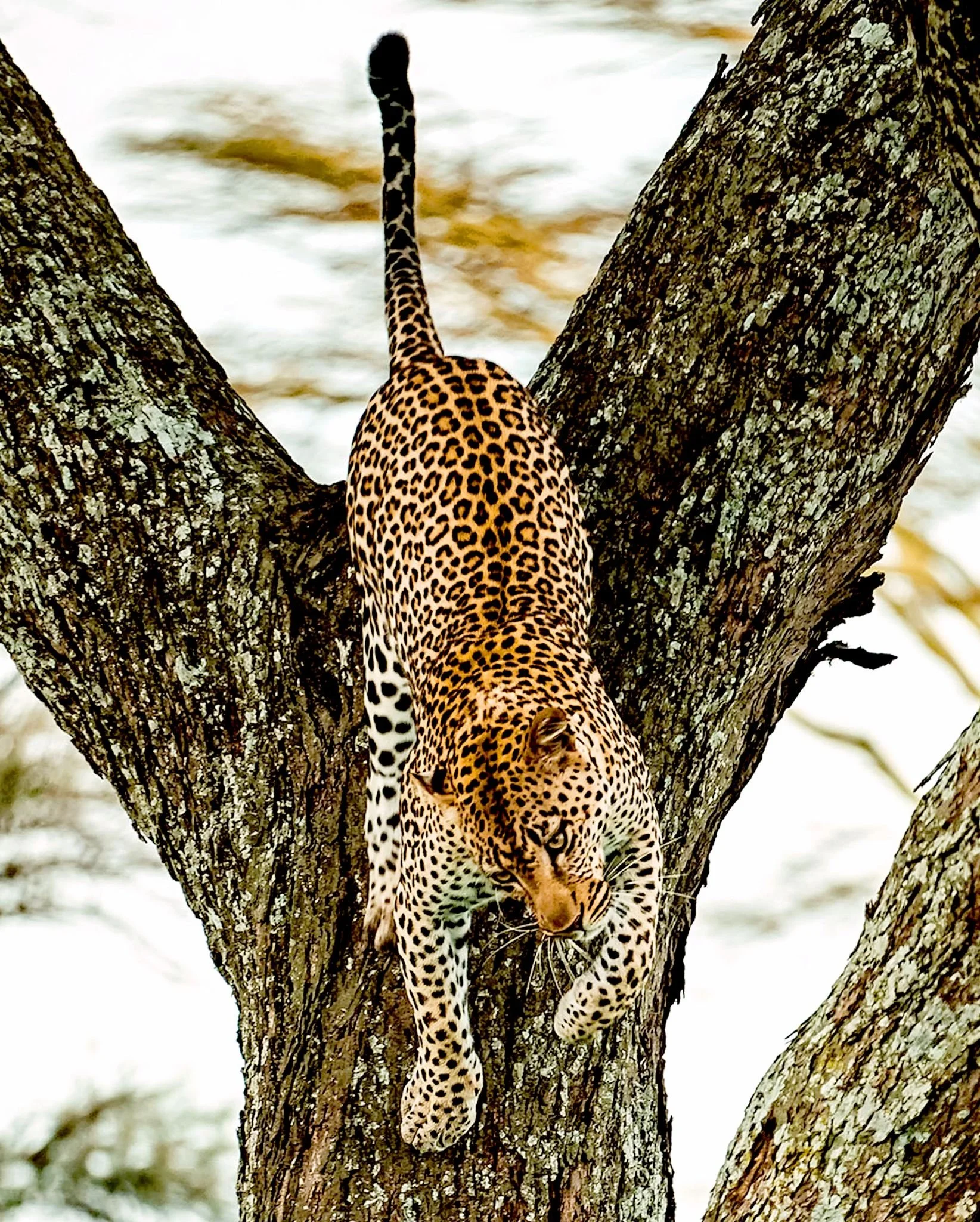 Africa — The origin.