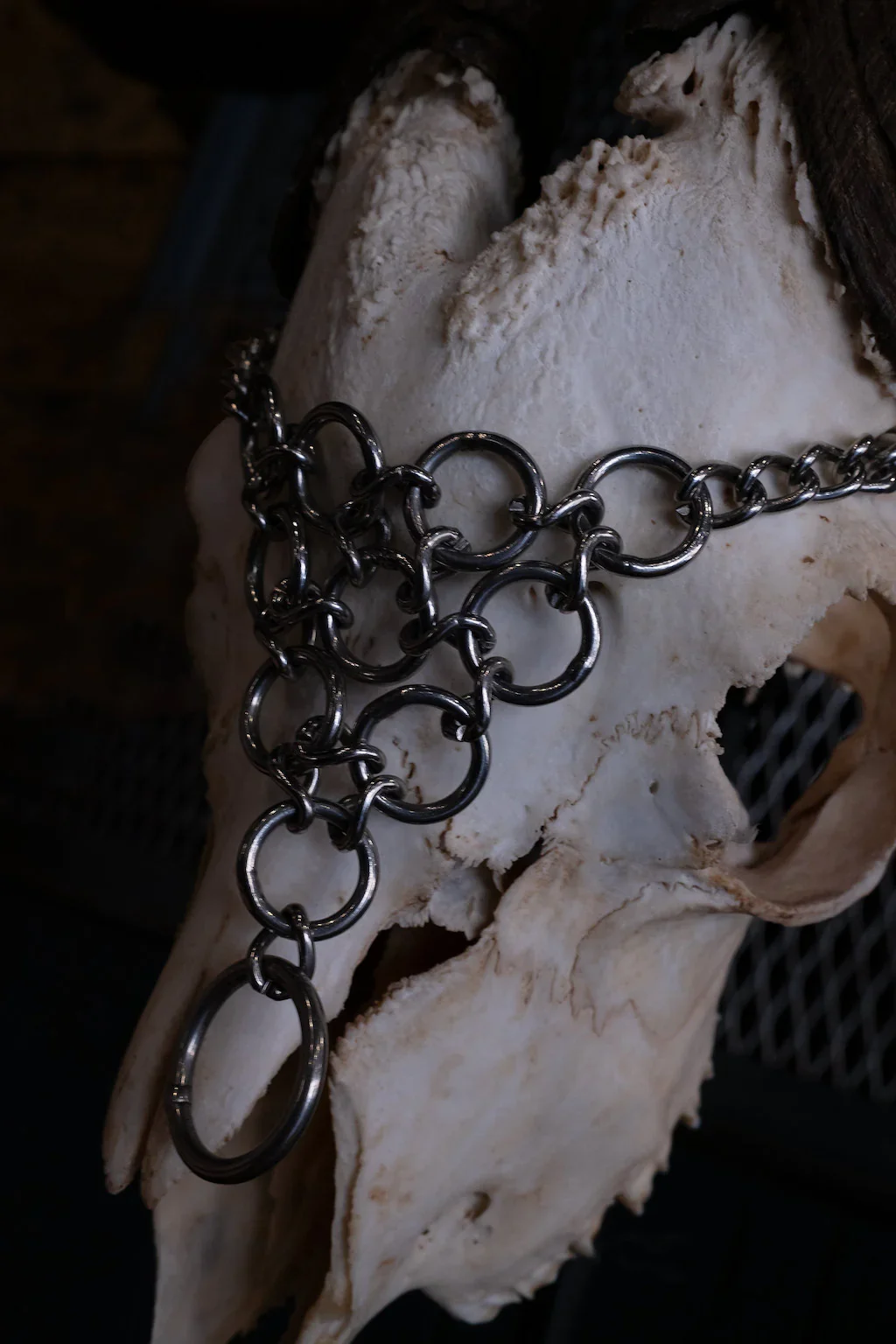A human skull with a metal chain draped over it, resting on a dark surface.