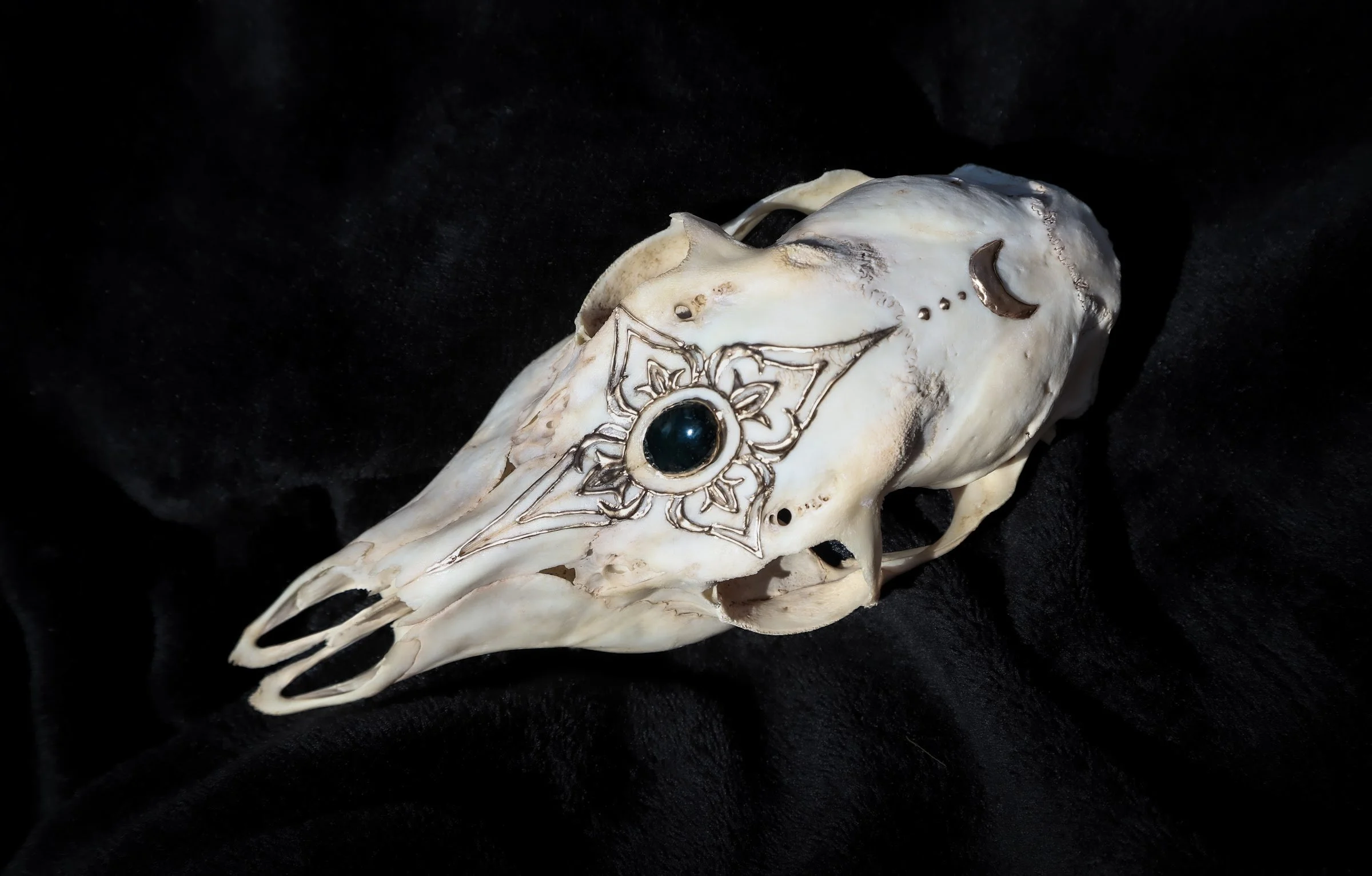 06-animal-skull.jpg