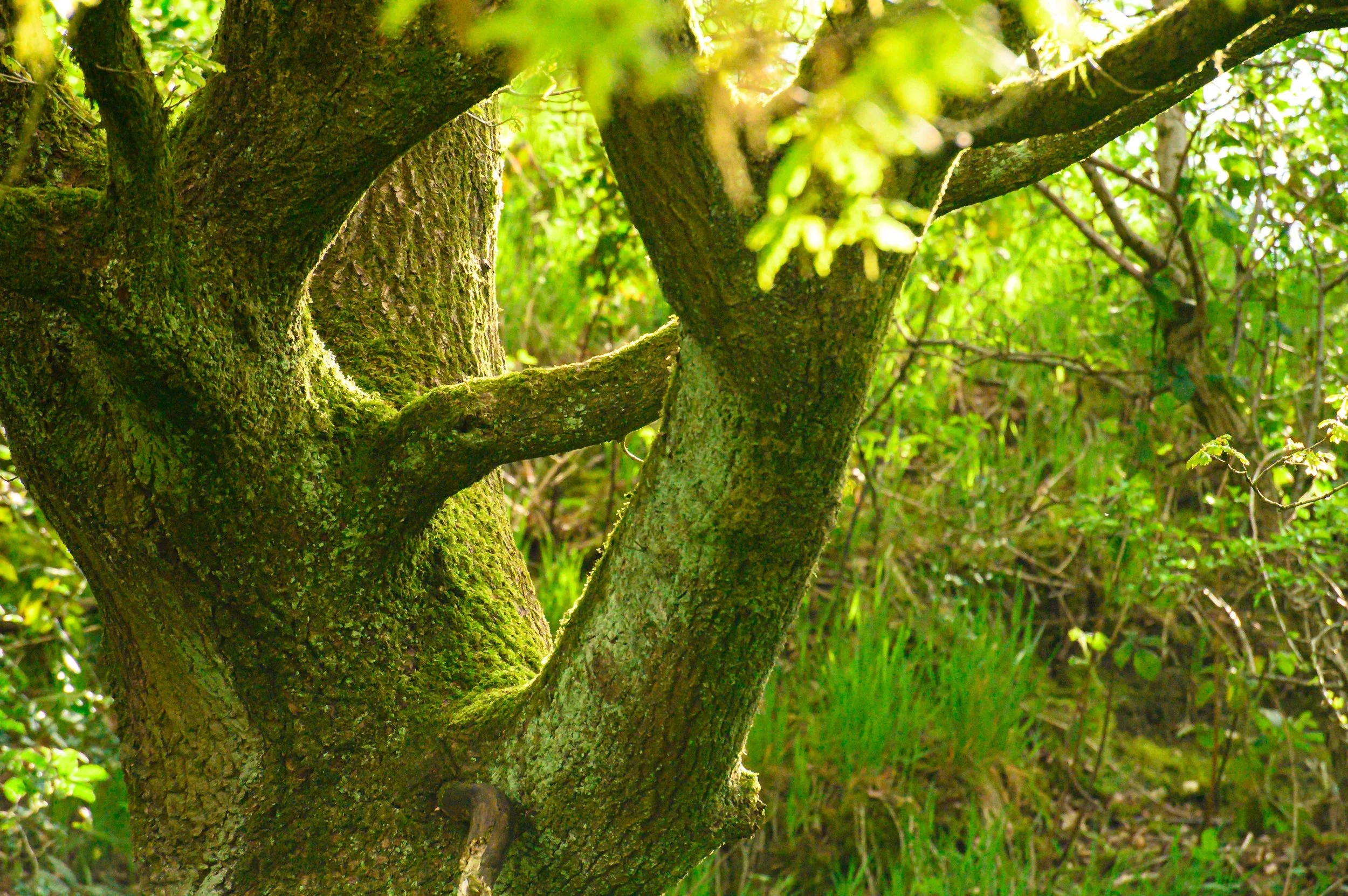 Close-up of tree trunk with moss and branches in a lush green forest