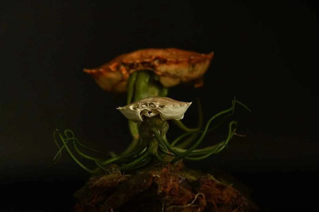 A distorted and surreal image of a flower with a face, set against a dark background.