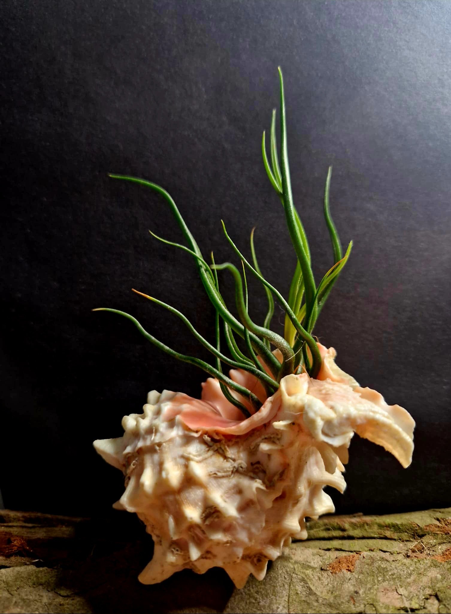 A sea shell with green springing out of it on a piece of wood against a black background.
