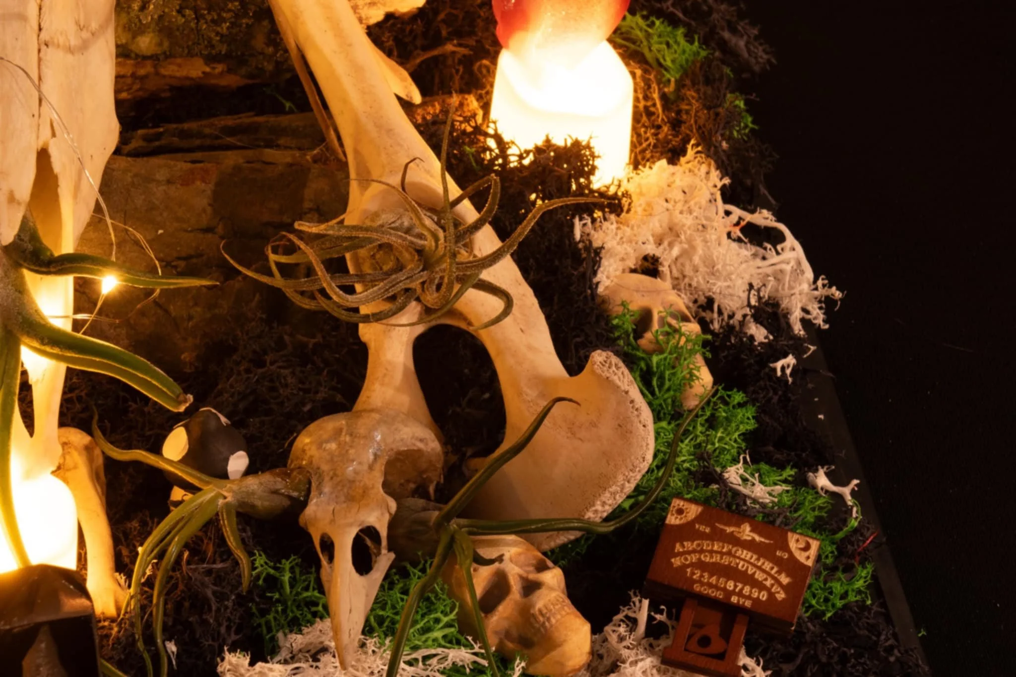 Decorative display featuring animal skulls, plants, and a illuminated light, with a small wooden sign resembling a Ouija board.