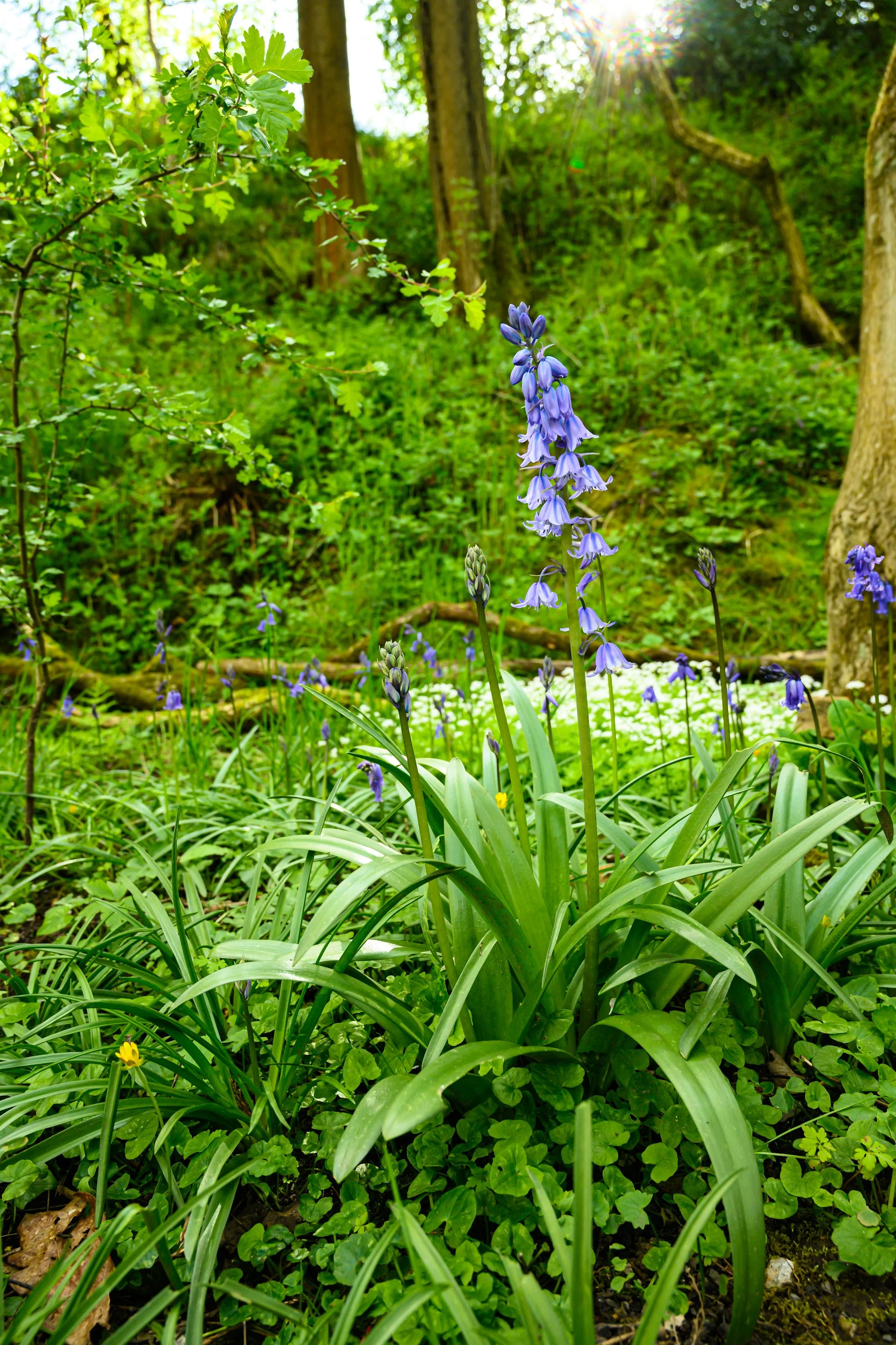 Bluebell flowers blooming in a lush green forest.