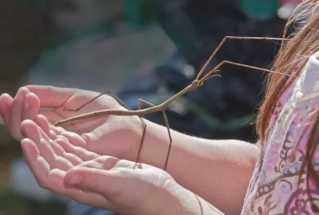 Child holding a large stick insect with curled antennae on her open hand.
