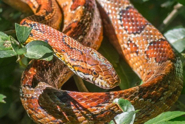 Close-up of a colorful snake wrapped around green leaves.