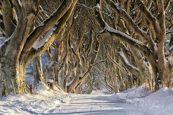 snow covered road shrowded by intertwined beach trees creating a haunting tunnel