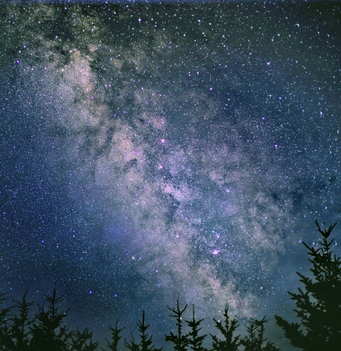 Clear night sky filled with stars and the Milky Way galaxy, with silhouettes of pine trees at the bottom.
