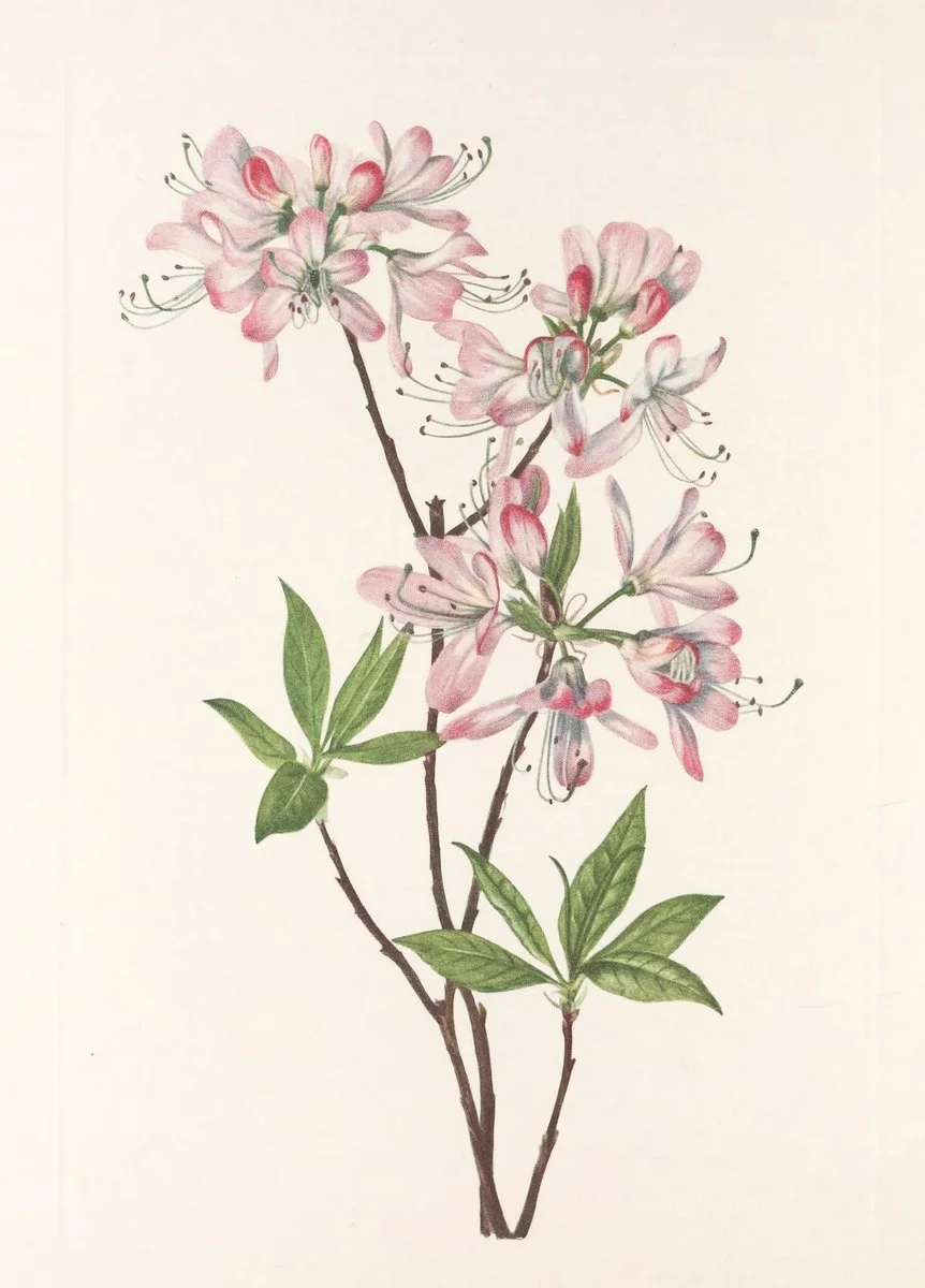 Botanical illustration used in the Conversarium Field atlas of ethical dilemmas