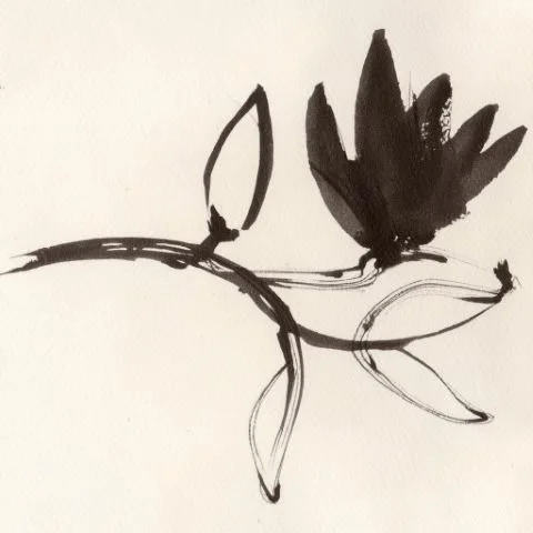 Inky floral illustration used in the Liora lexicon section of the Conversarium.