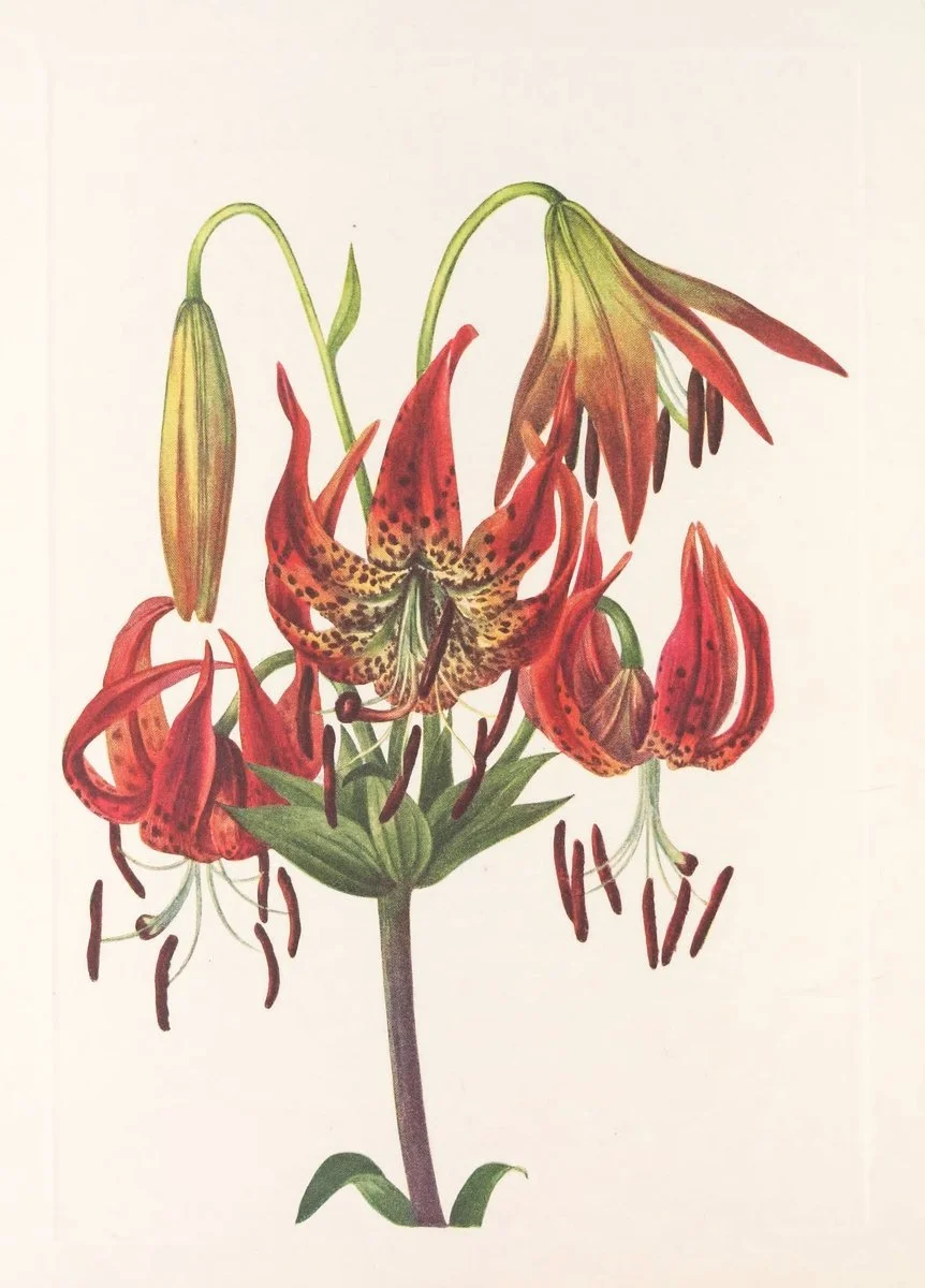 Botanical illustration used in the Conversarium Field atlas of ethical dilemmas