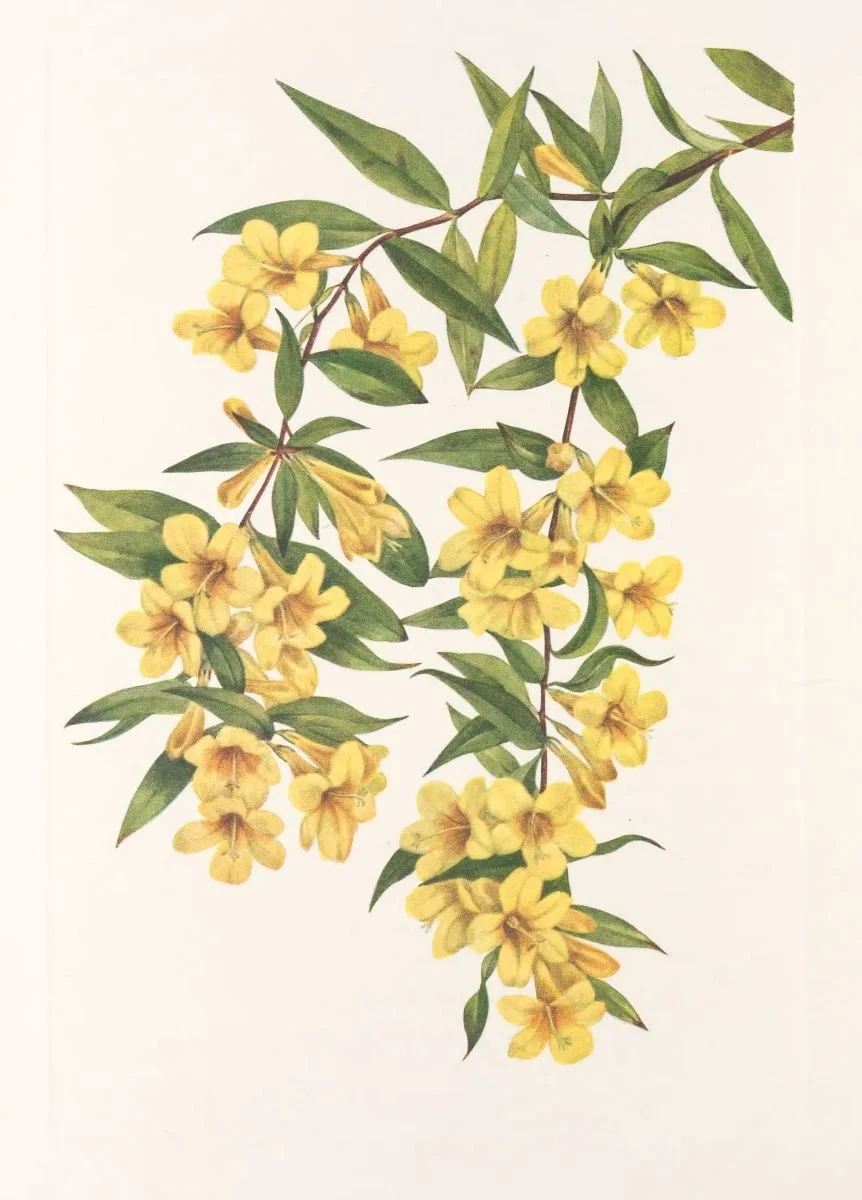 Botanical illustration used in the Conversarium Field atlas of ethical dilemmas