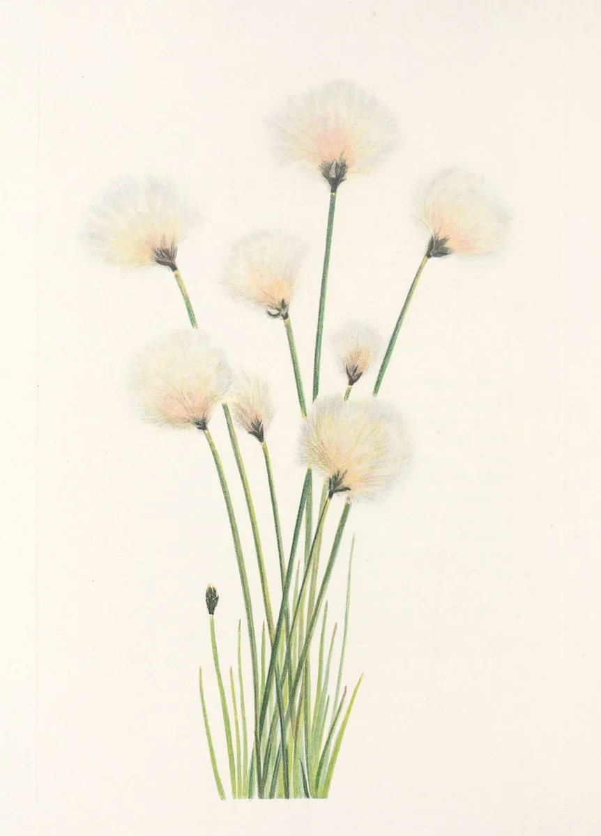 Botanical illustration used in the Conversarium Field atlas of ethical dilemmas