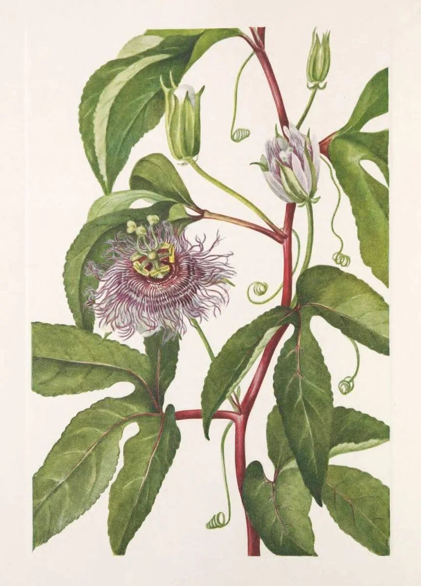 Botanical illustration used in the Conversarium Field atlas of ethical dilemmas