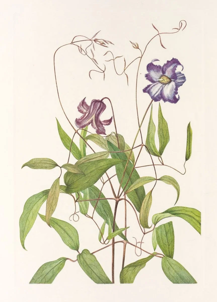 Botanical illustration used in the Conversarium Field atlas of ethical dilemmas