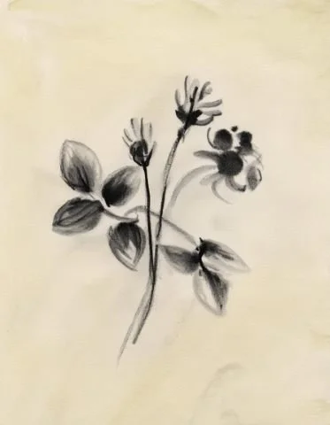 Inky floral illustration used in the Liora lexicon section of the Conversarium.