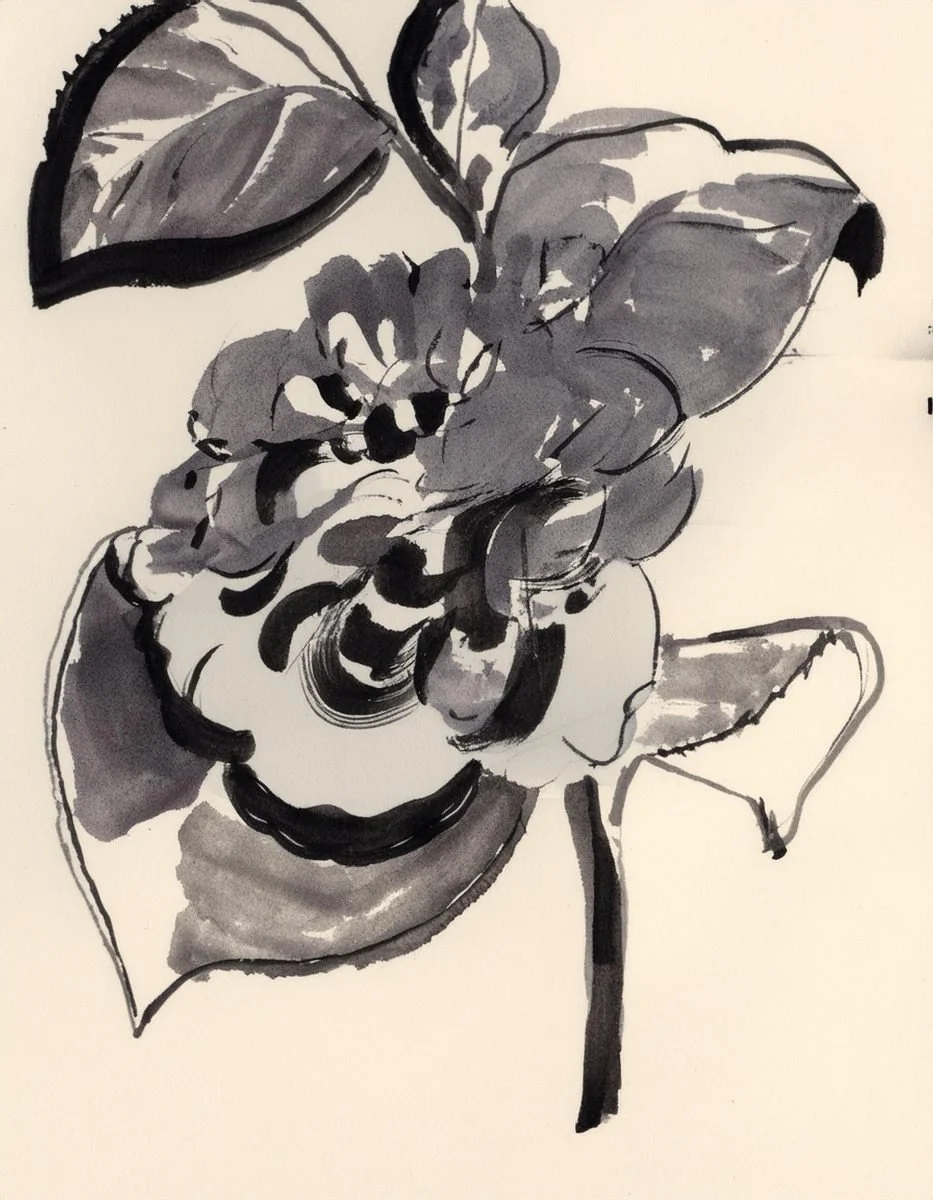 Inky floral illustration used in the Liora lexicon section of the Conversarium.