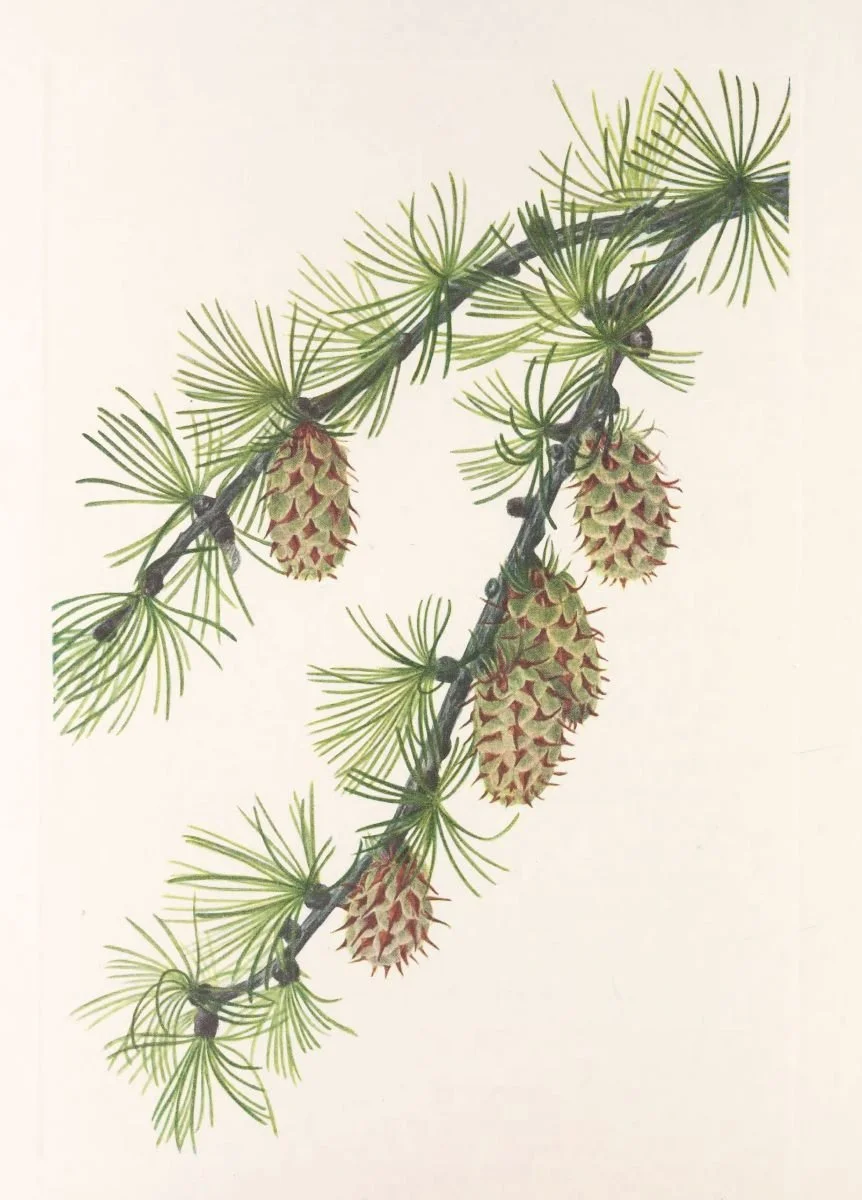 Botanical illustration used in the Conversarium Field atlas of ethical dilemmas