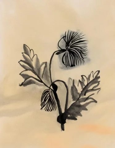 Inky floral illustration used in the Liora lexicon section of the Conversarium.