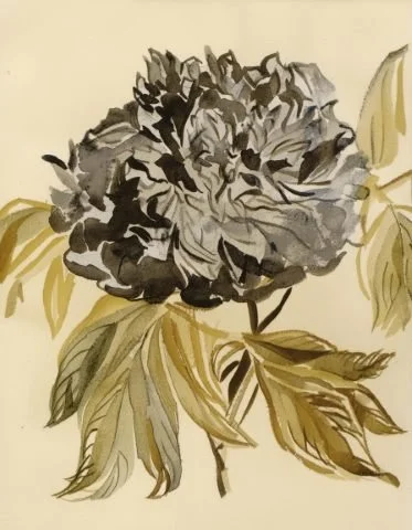 Inky floral illustration used in the Liora lexicon section of the Conversarium.