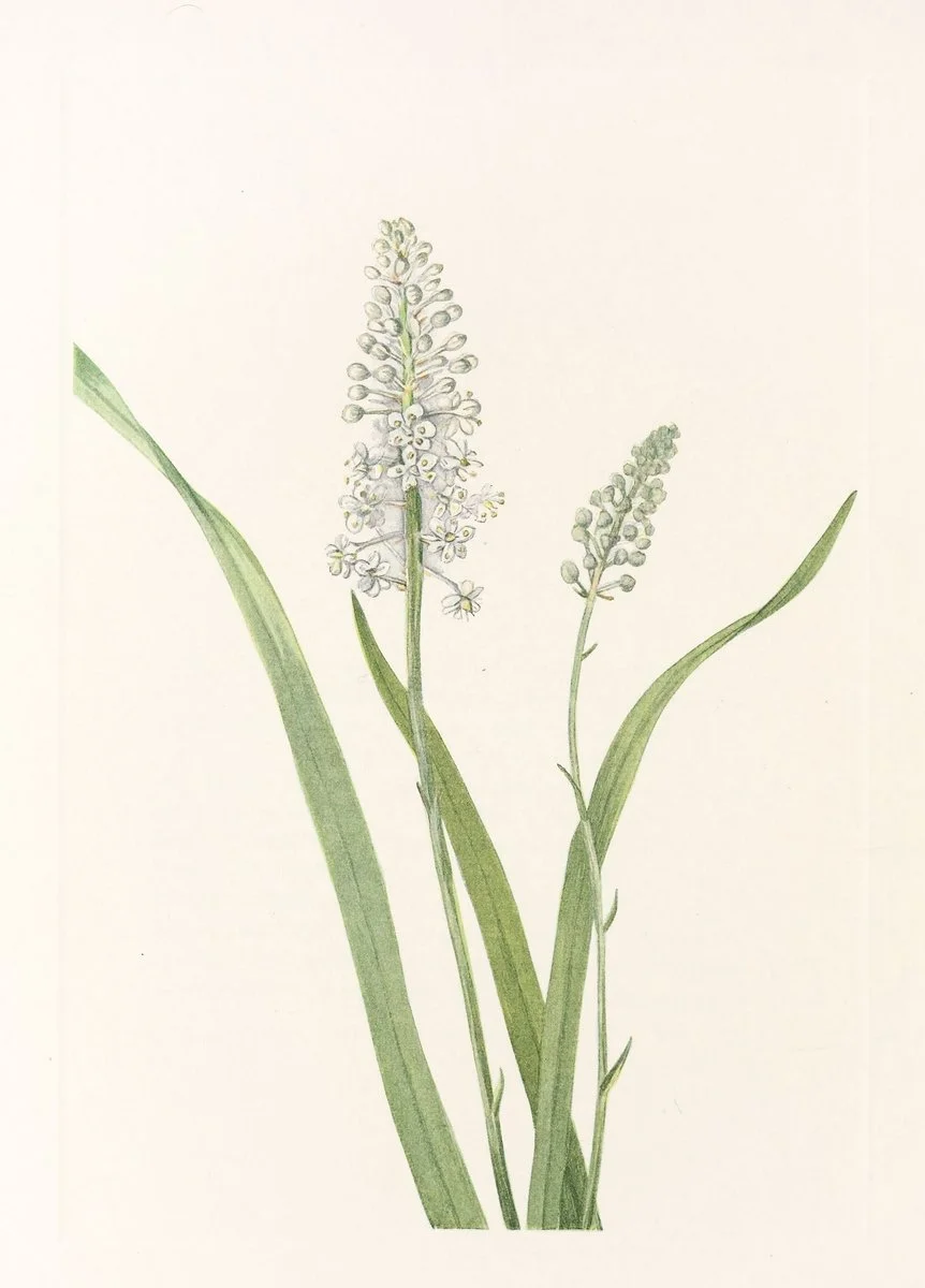 Botanical illustration used in the Conversarium Field atlas of ethical dilemmas